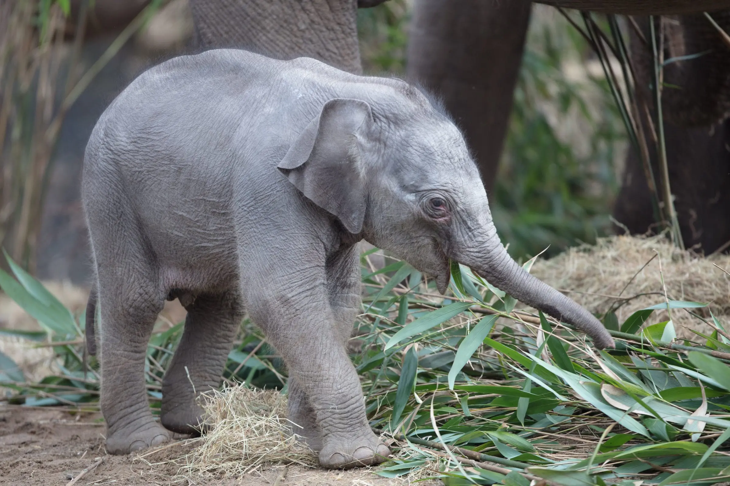 Dublin Zoo Announces Birth of an Elephant Calf!