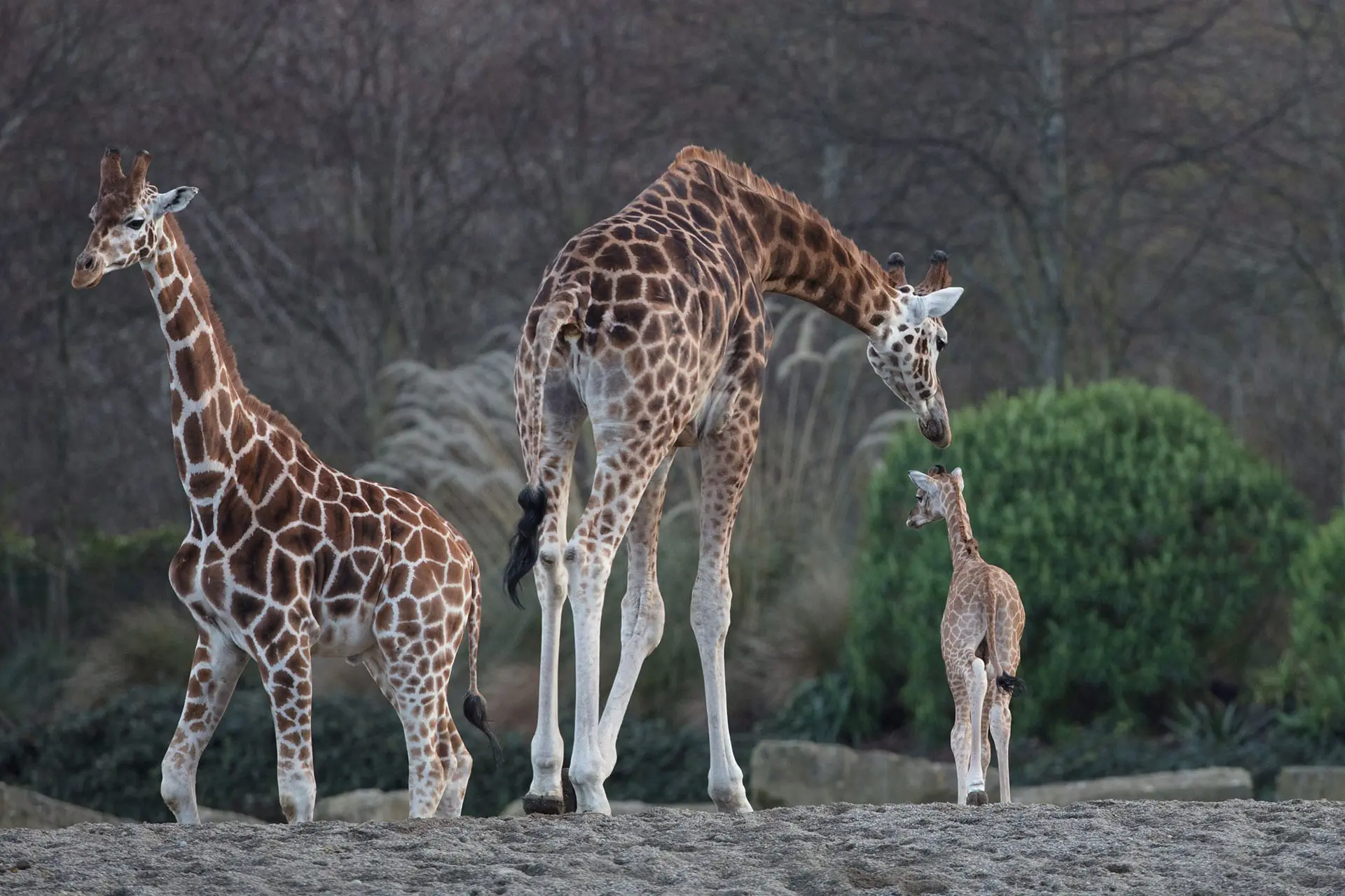 Giraffe Habitat Challenge Winners