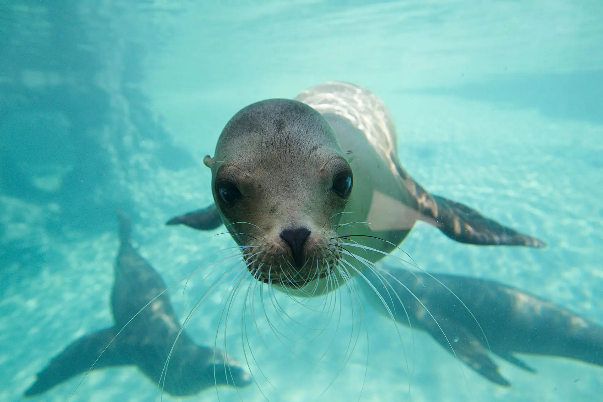 Sea lion