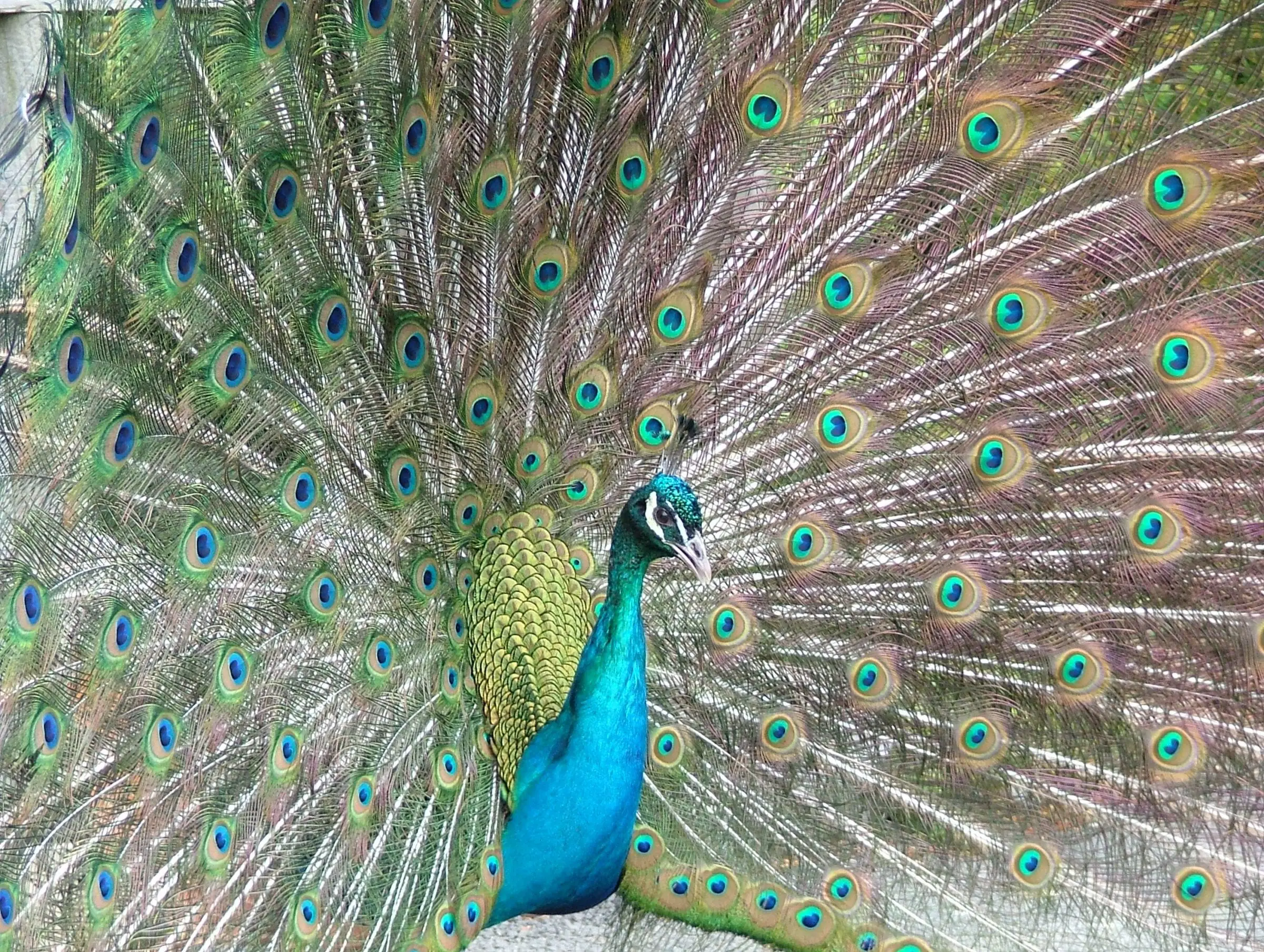 Fowl Play in Dublin Zoo