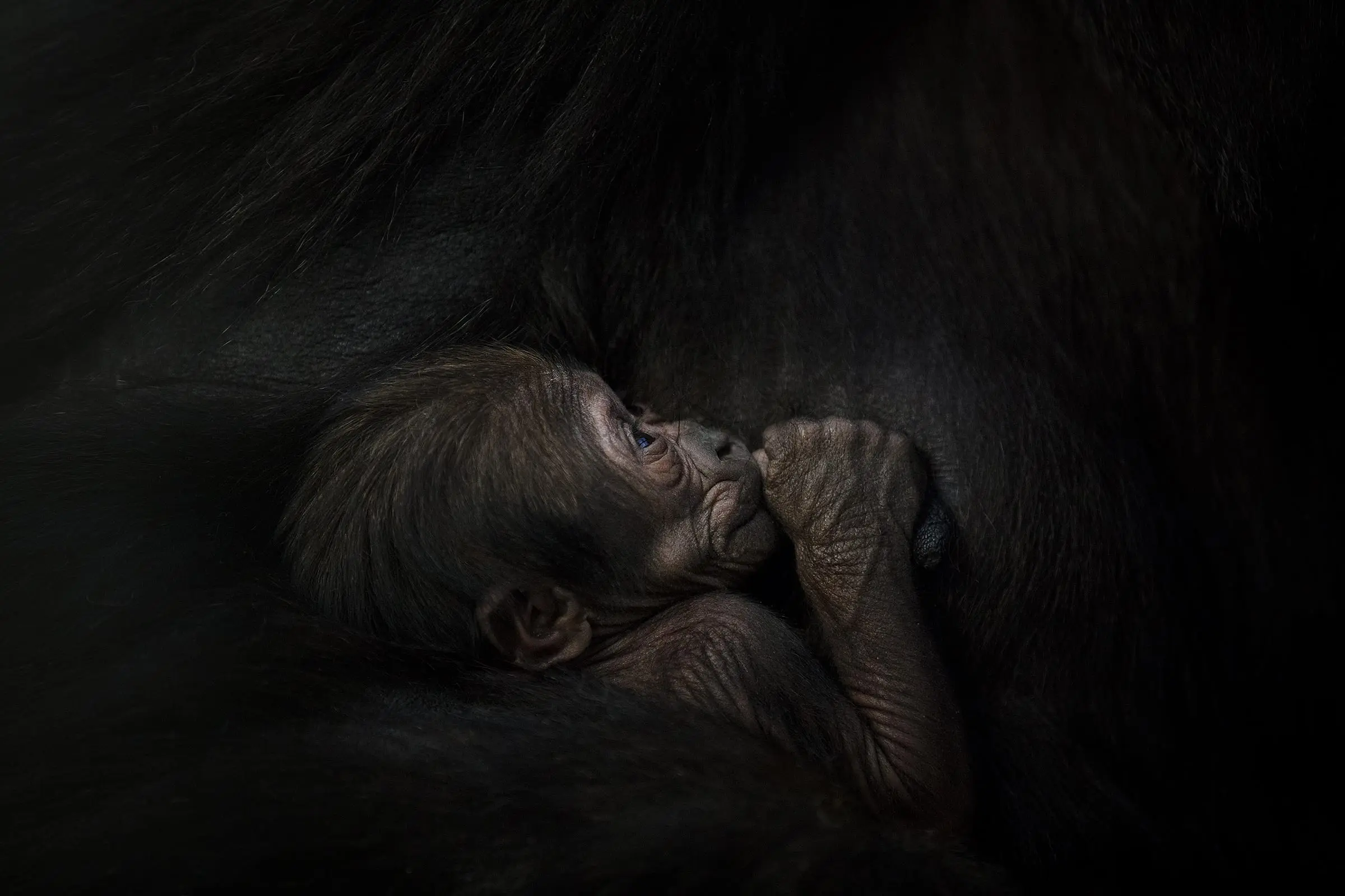 Baby Gorilla Born at Dublin Zoo