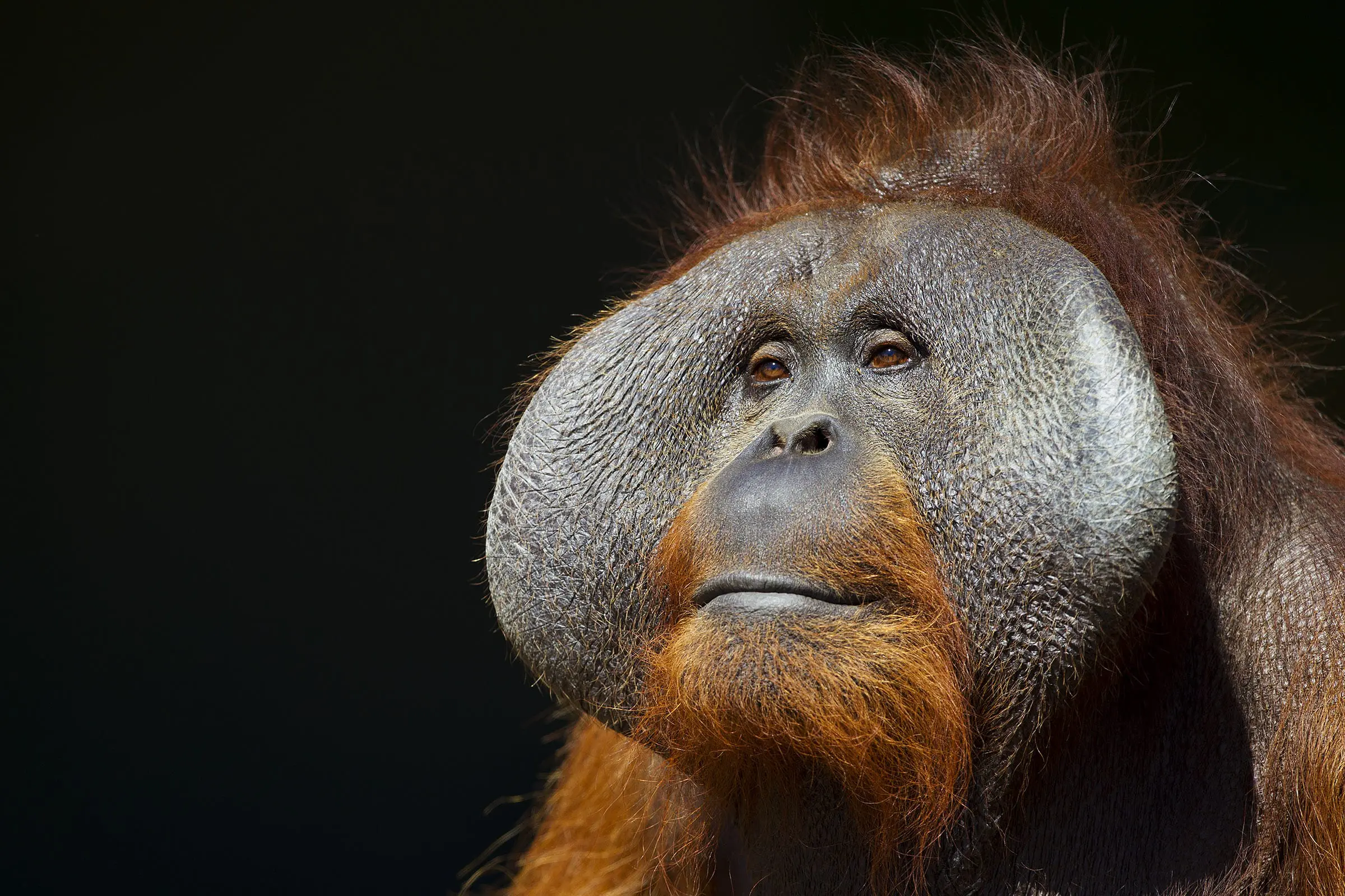 Tinder for orangutans