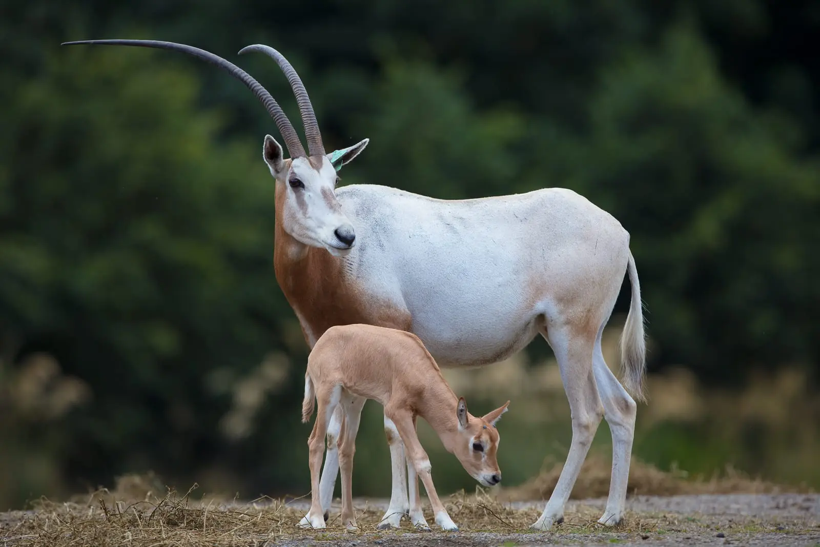 PB18084_DUBLINZOO_ORYX_181