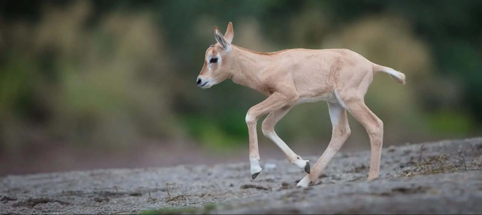 Dublin Zoo Welcomes Birth of Extinct in the Wild Scimitar-Horned Oryx