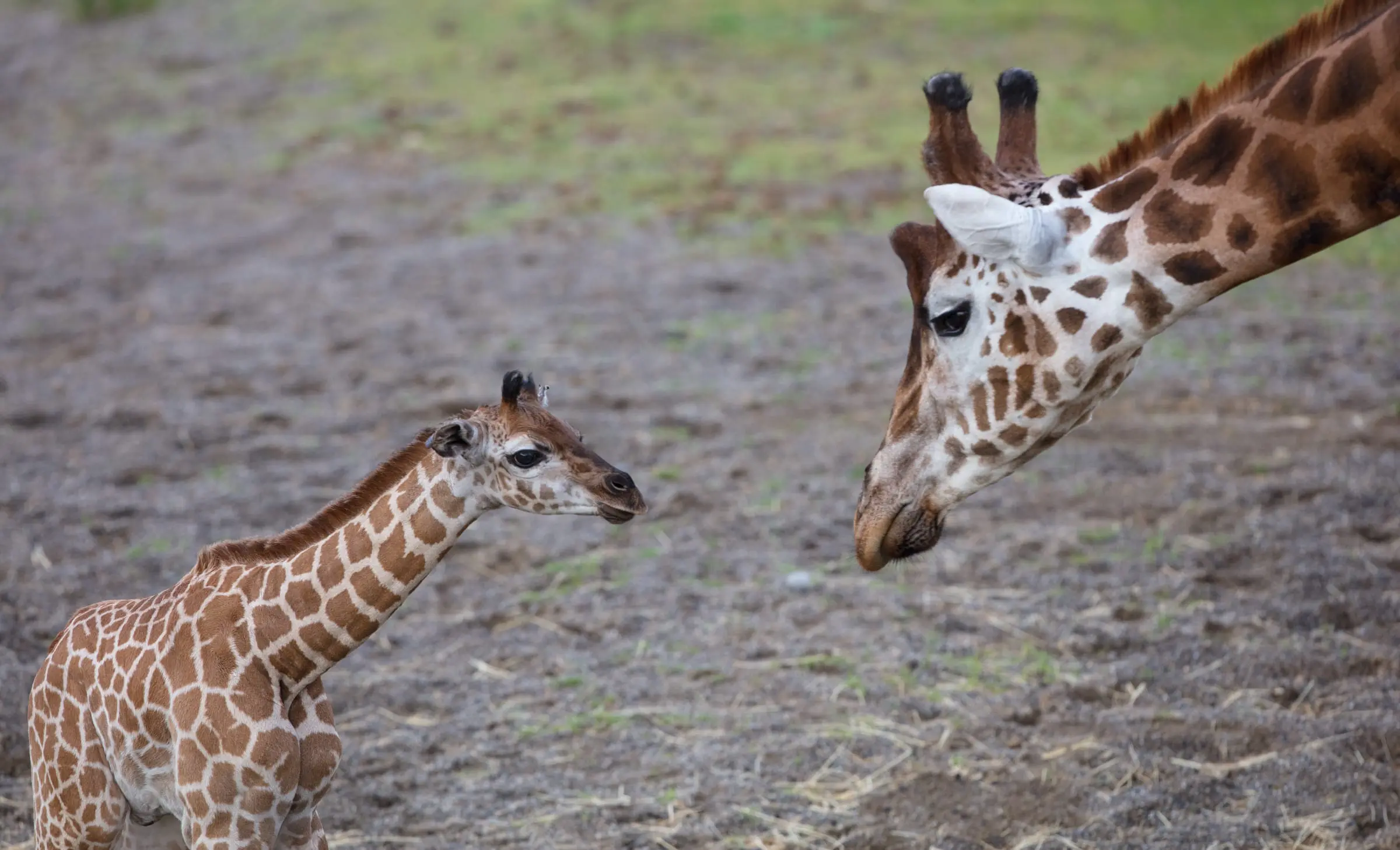 Giraffe Calf Born at Dublin Zoo!