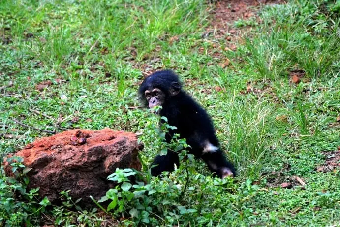 Chimpanzee Conservation.