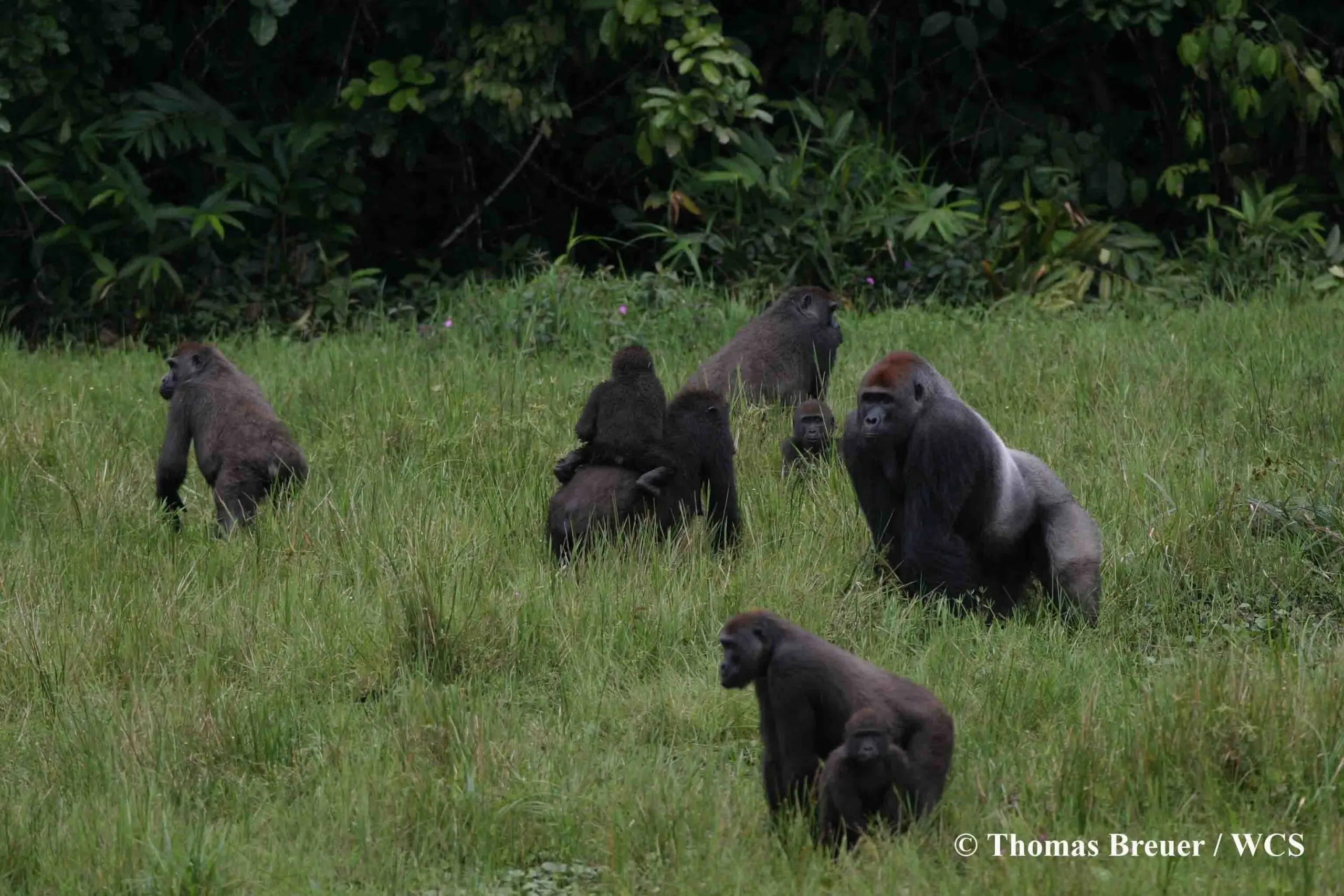 Mbeli Bai Study and the Jana Robeyst Trust Fund, Republic of Congo