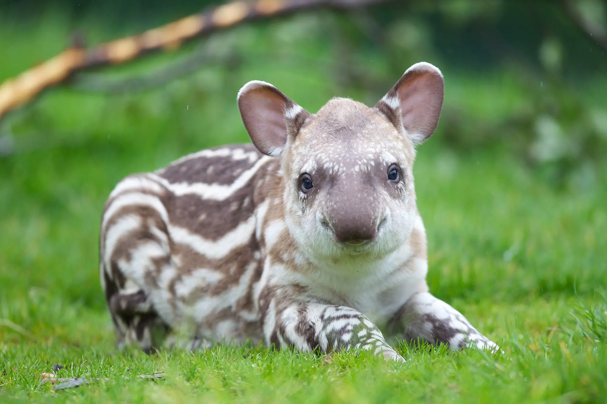 Tapir  DUBLINZOO 005