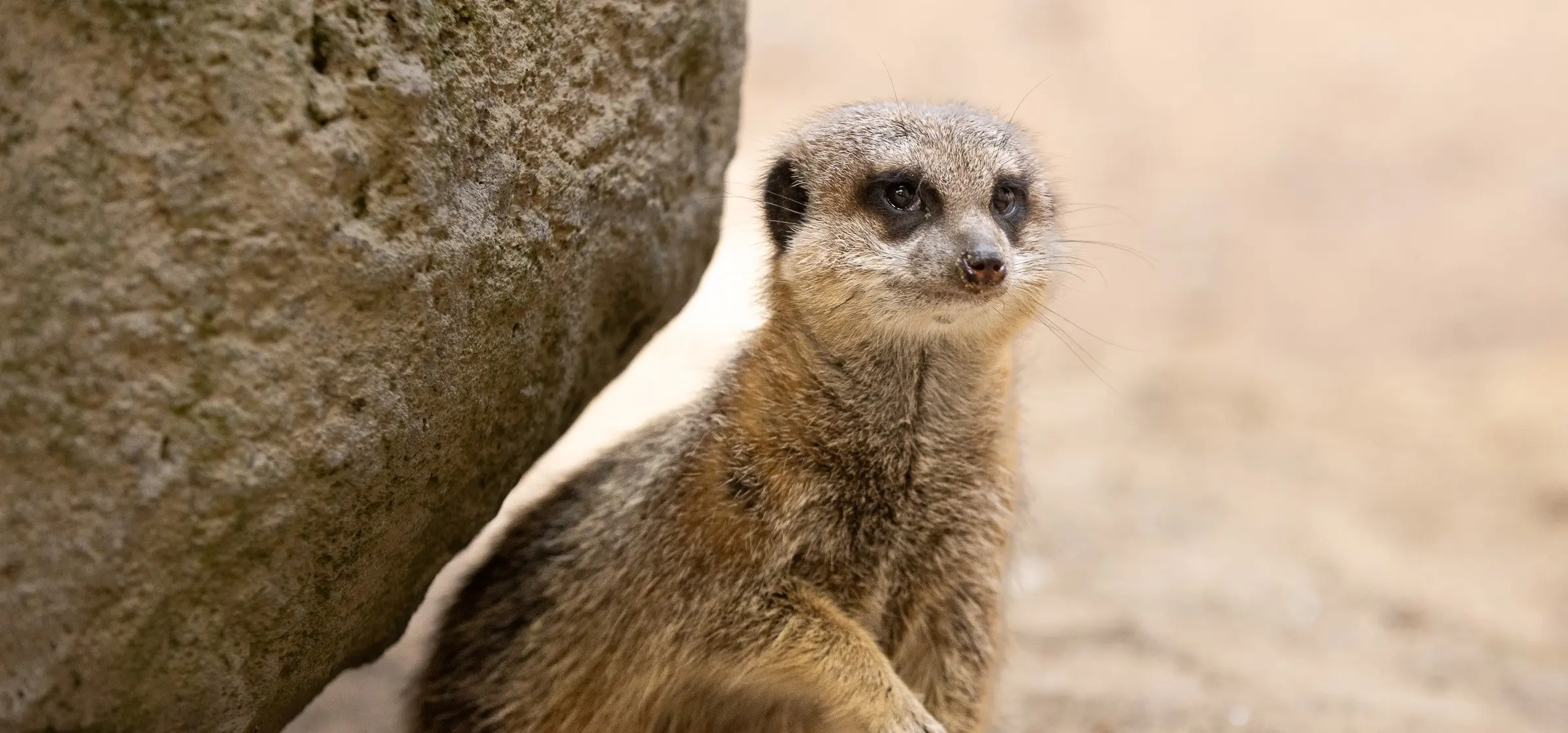 Meerkat