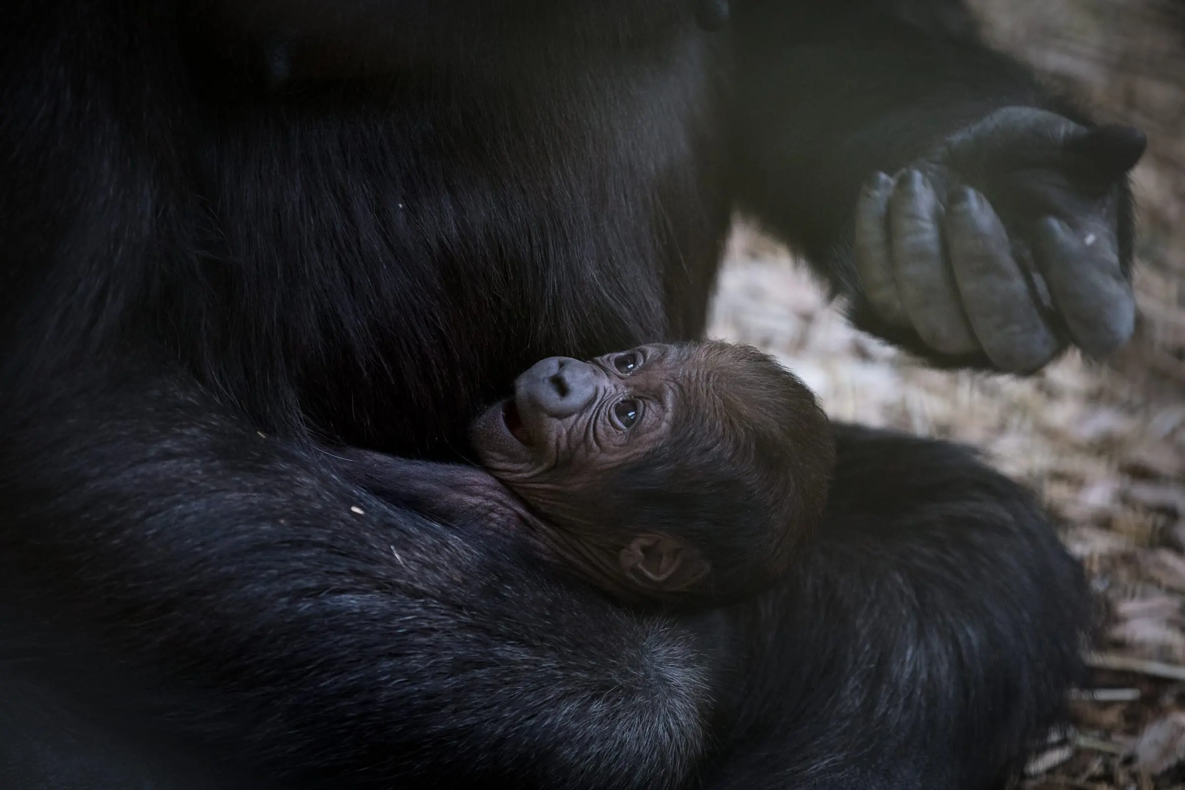 Male Gorilla Baby Born at Dublin Zoo