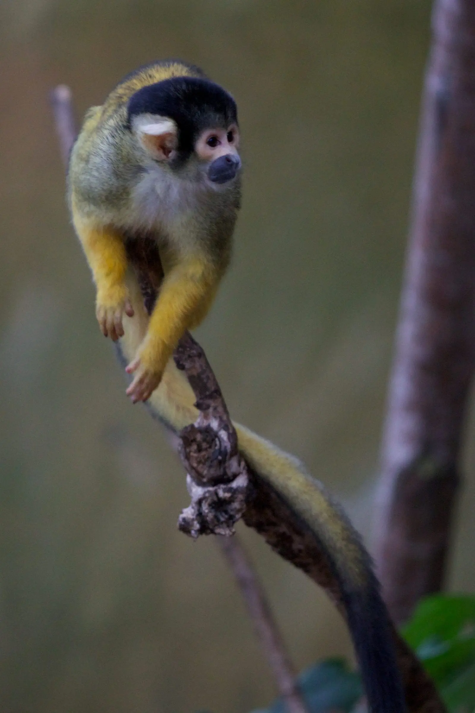 SquirrellMonkey 001