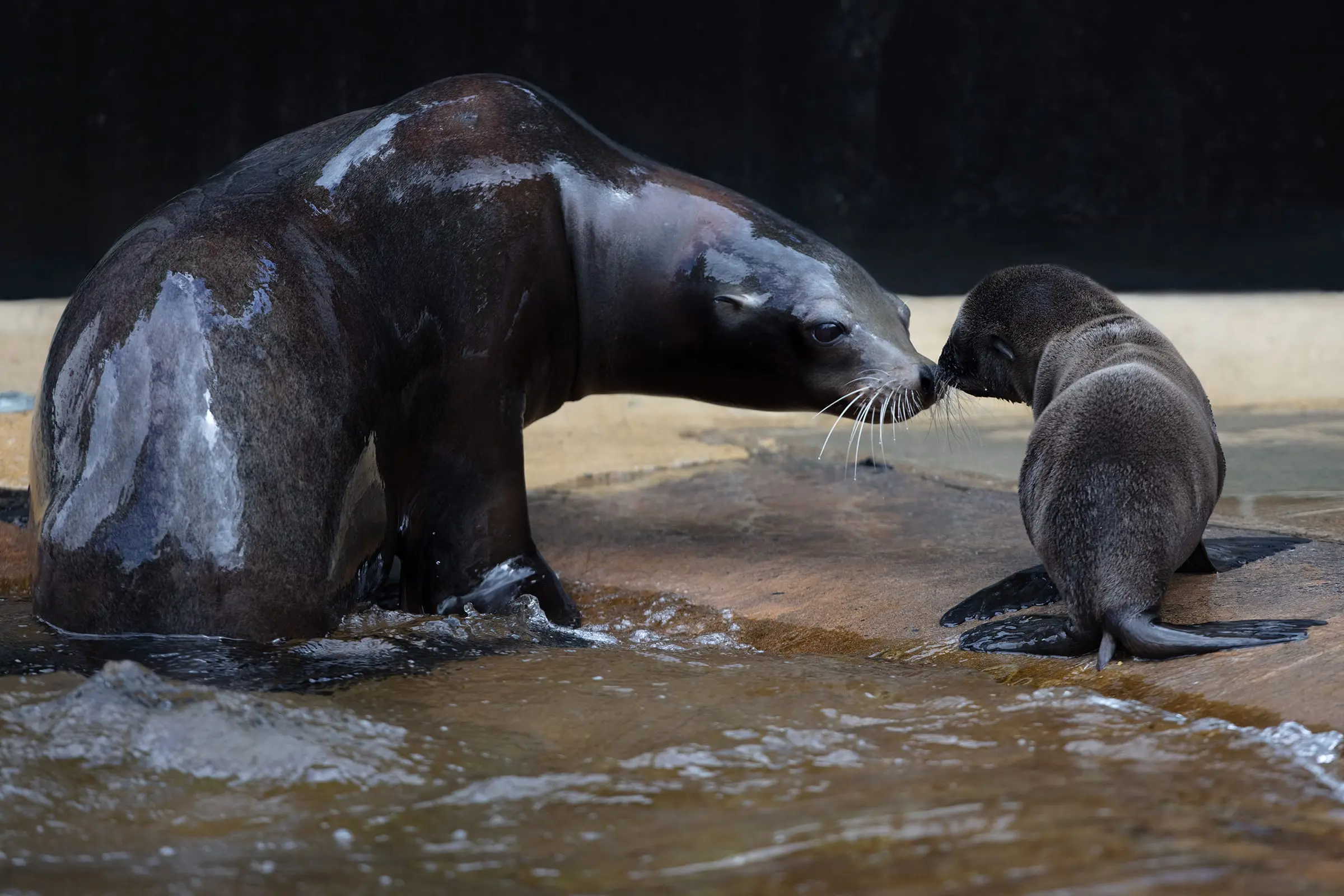 Three California Sea Lion Pups Born at Dublin Zoo!