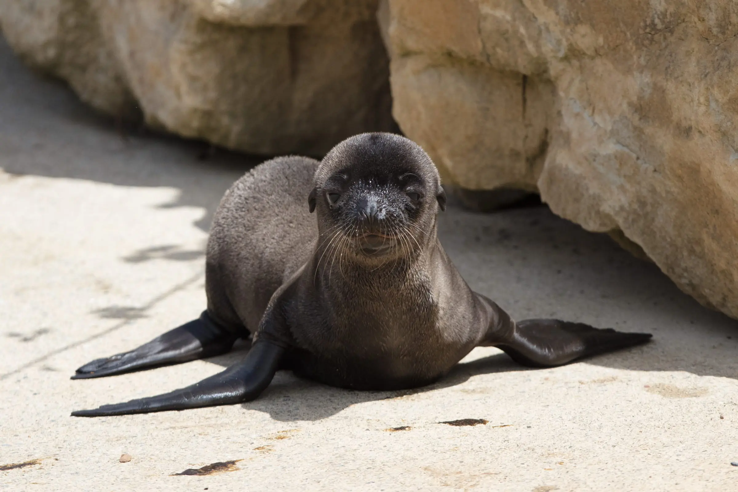 California Sea Lion Pu