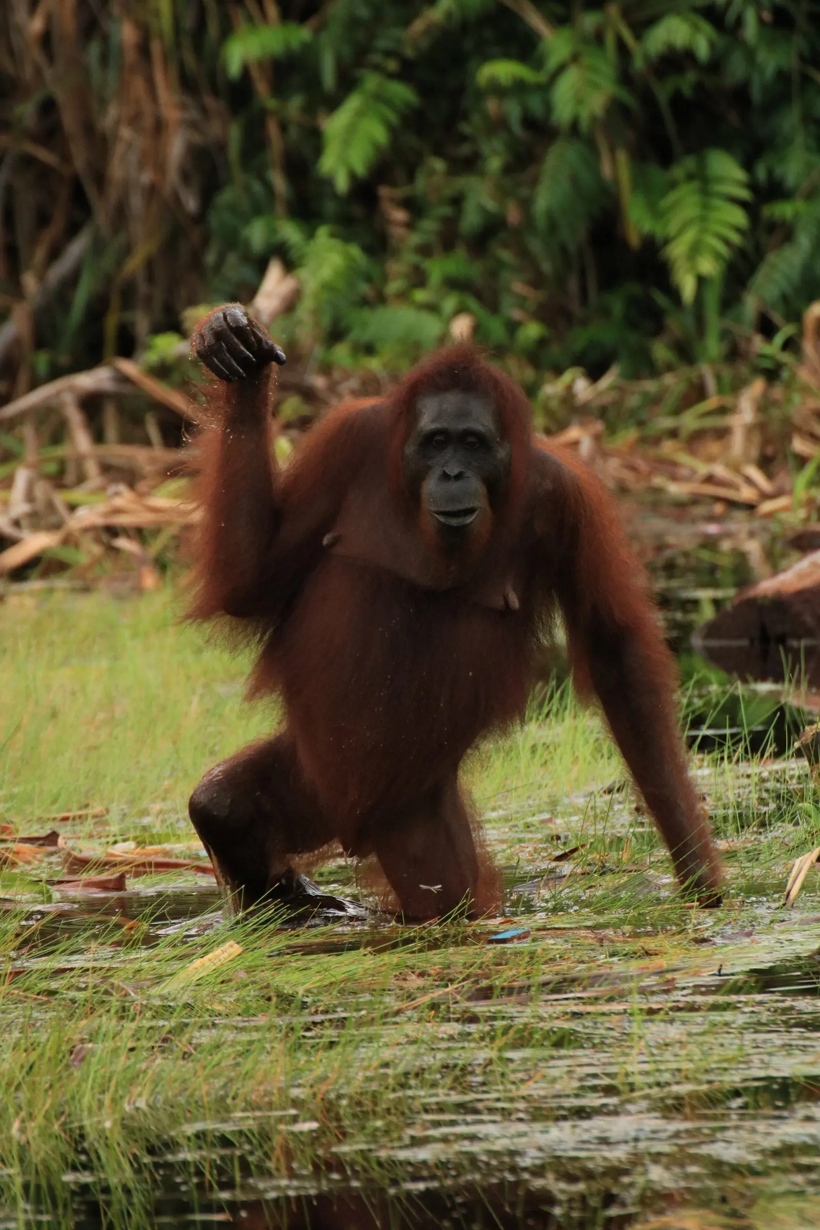 Orangutan Lamandu
