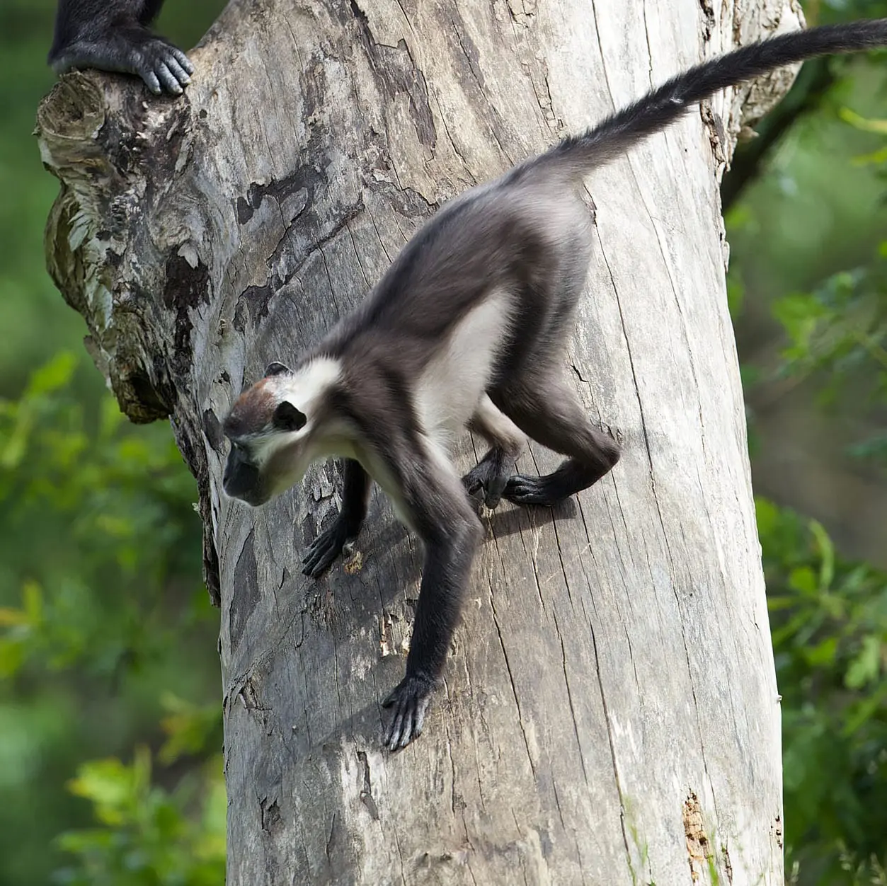 Red capped mangabey2