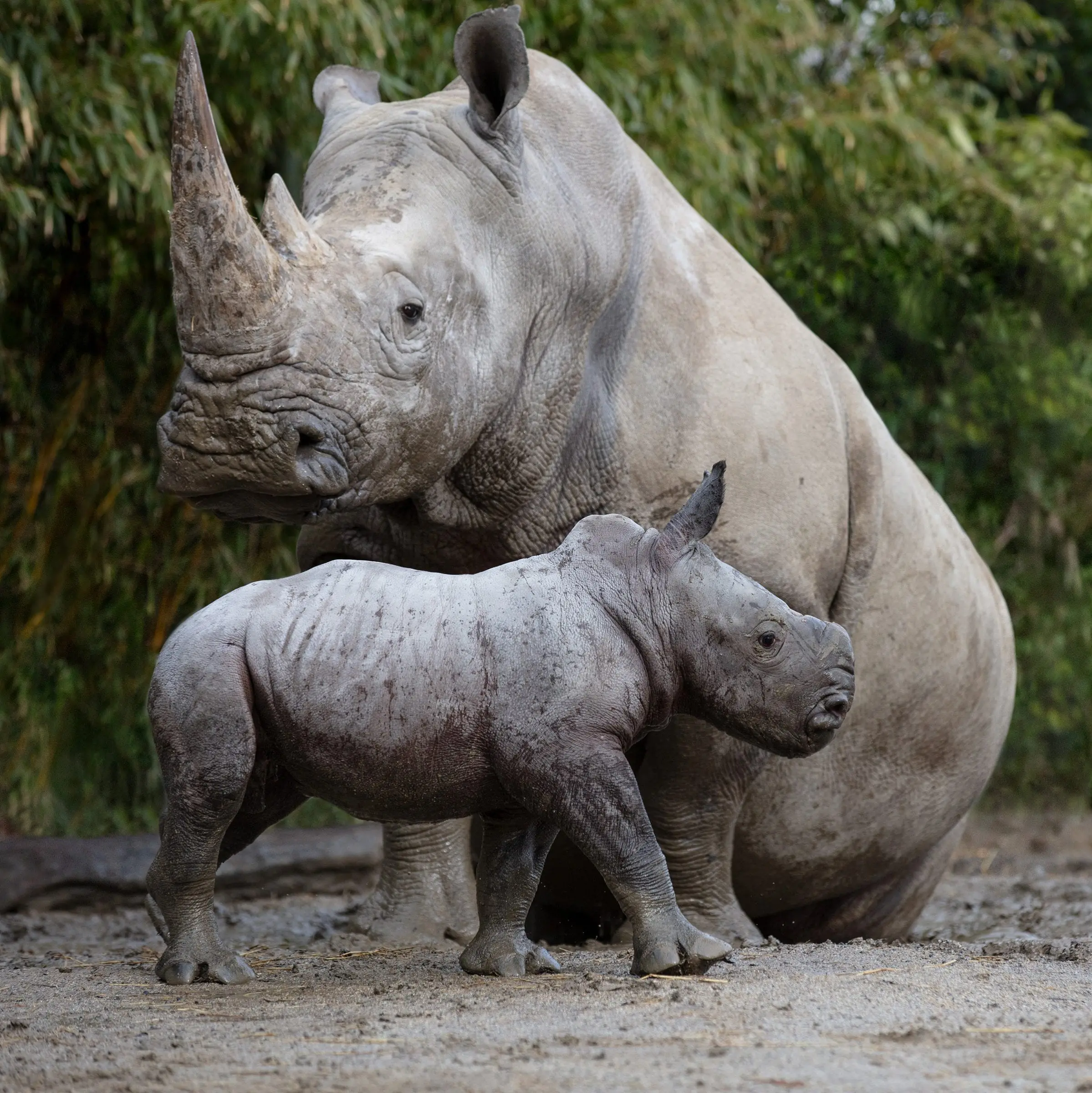 Rhinoceros Naming Competition