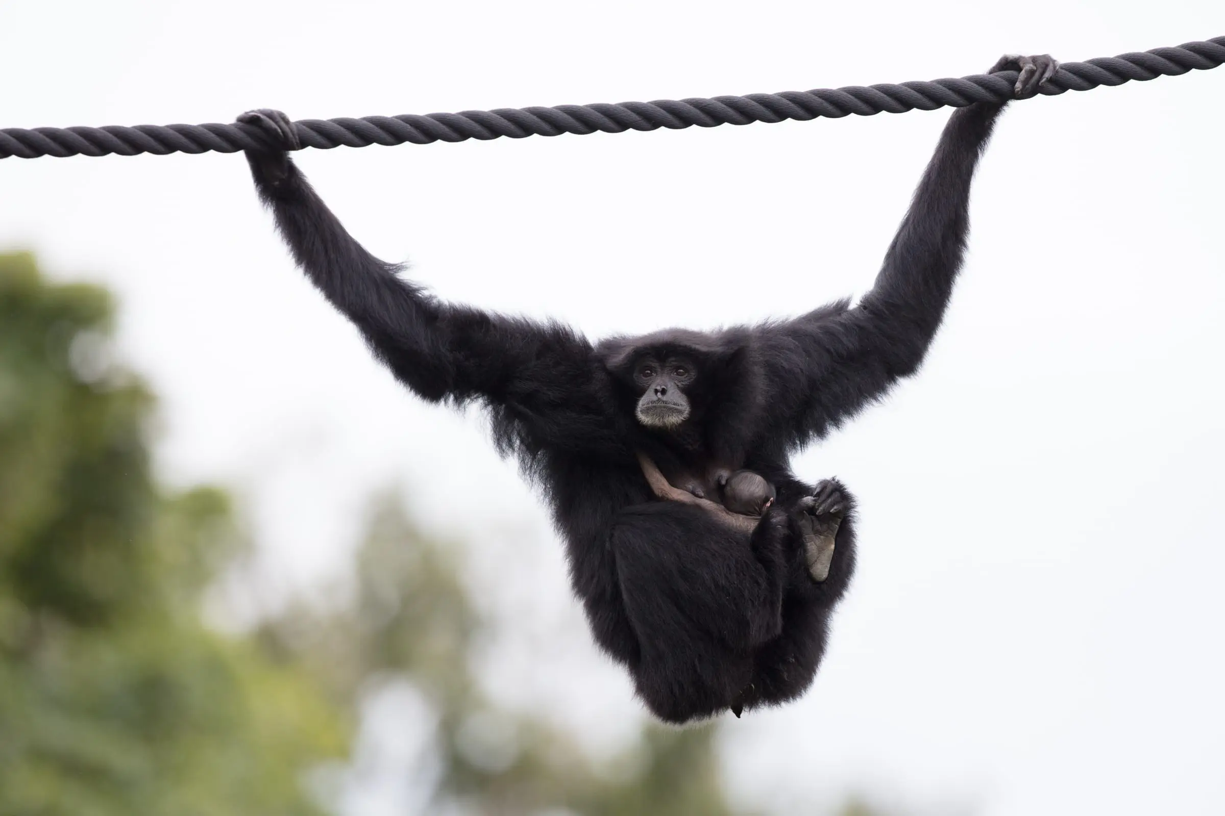 Endangered Siamang Gibbon Born at Dublin Zoo
