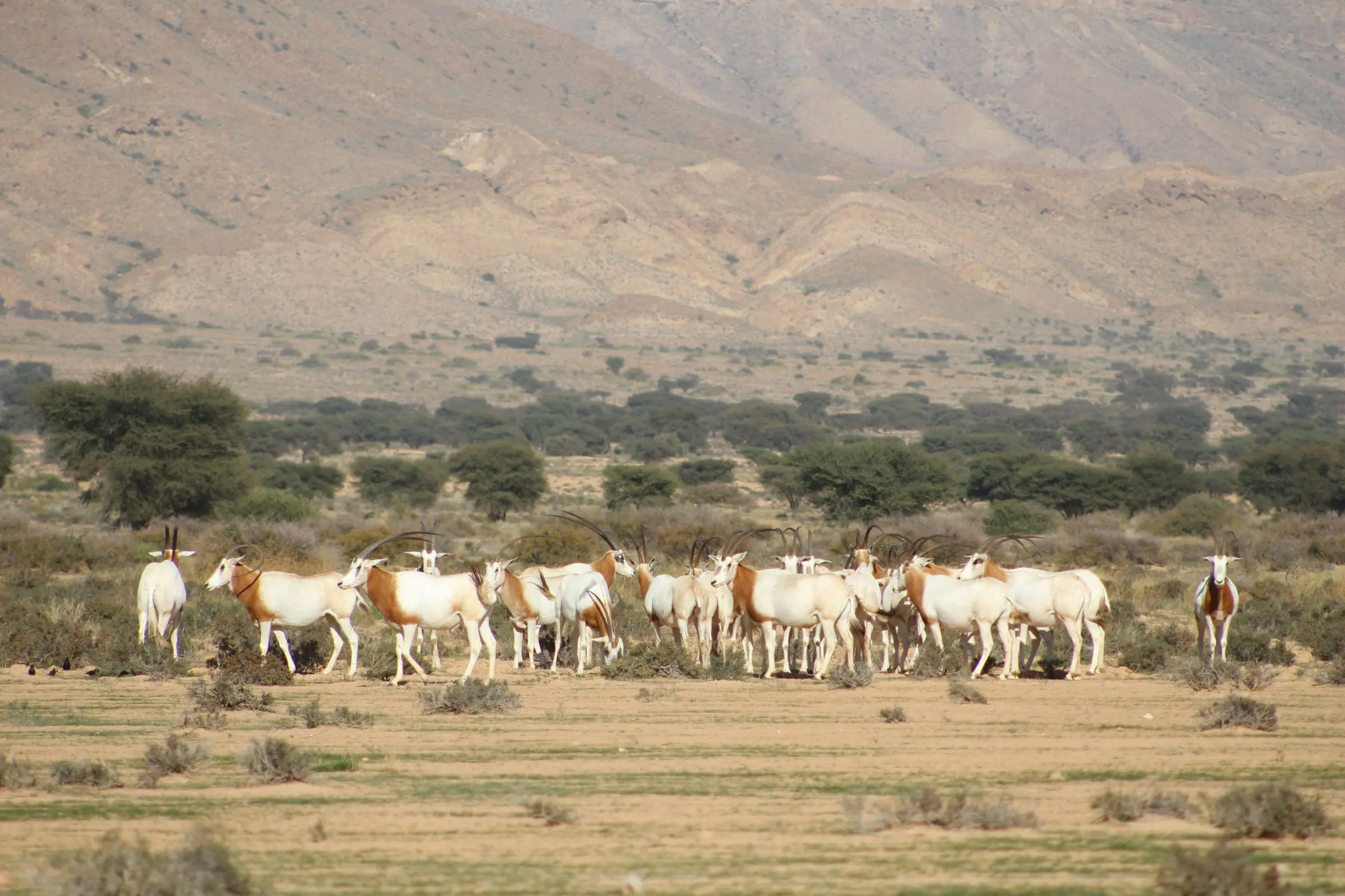 RTÉ’s ‘The Zoo’ TV Series Returns for Season 10