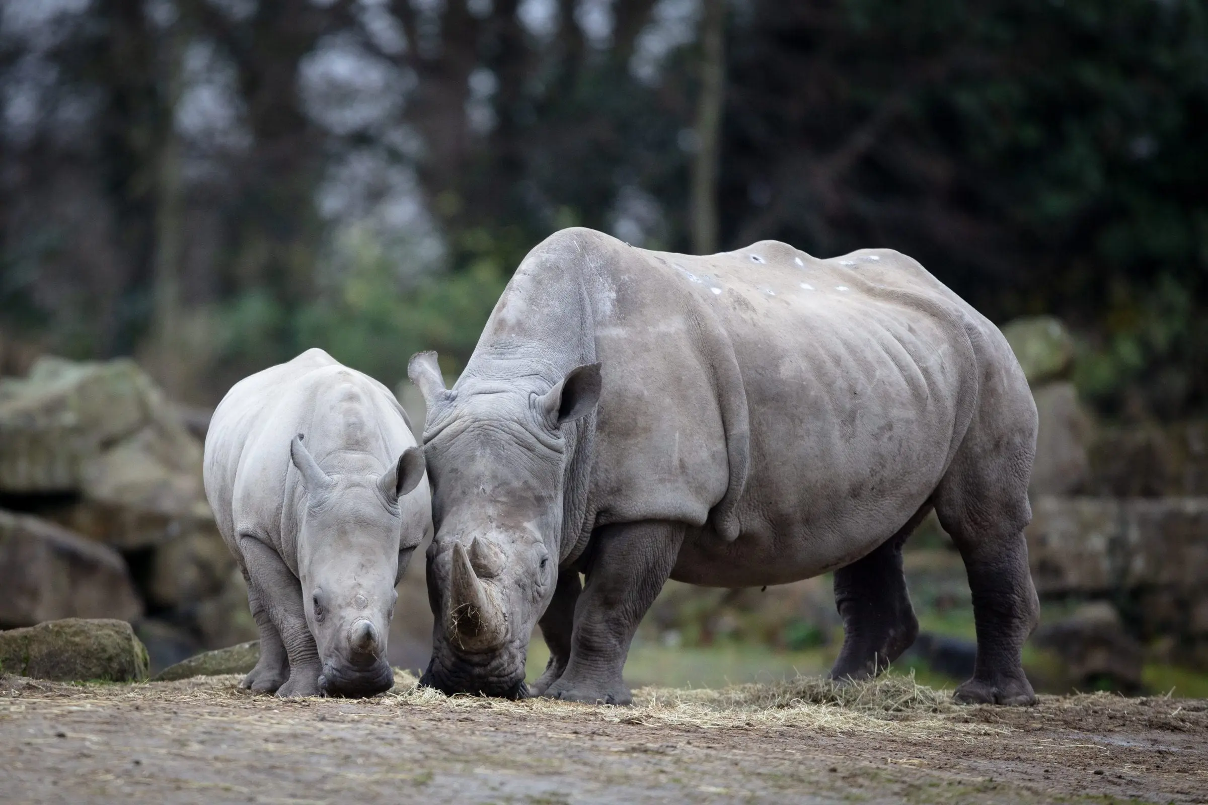 A challenging year for Dublin Zoo ends on a hopeful note