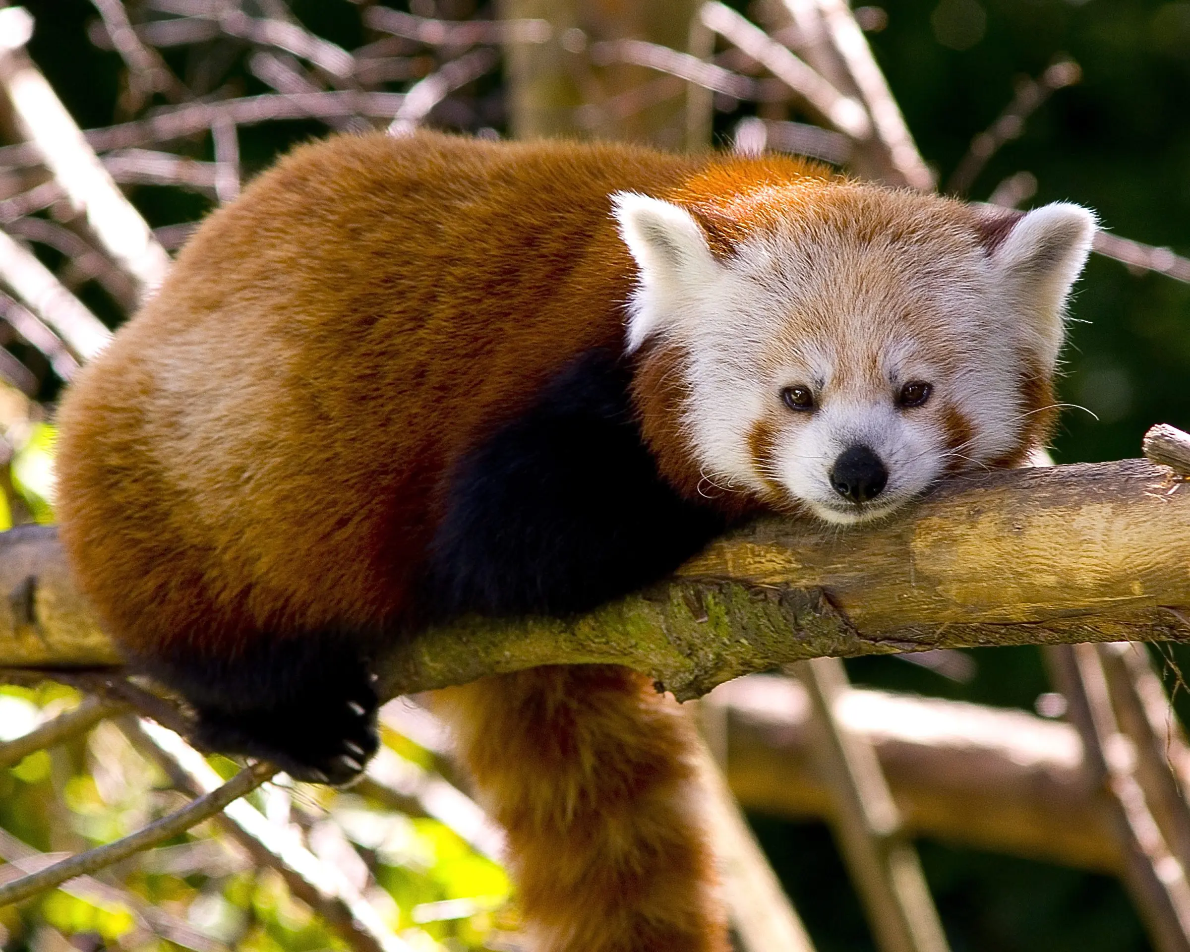 "That’s Animal!” Podcast