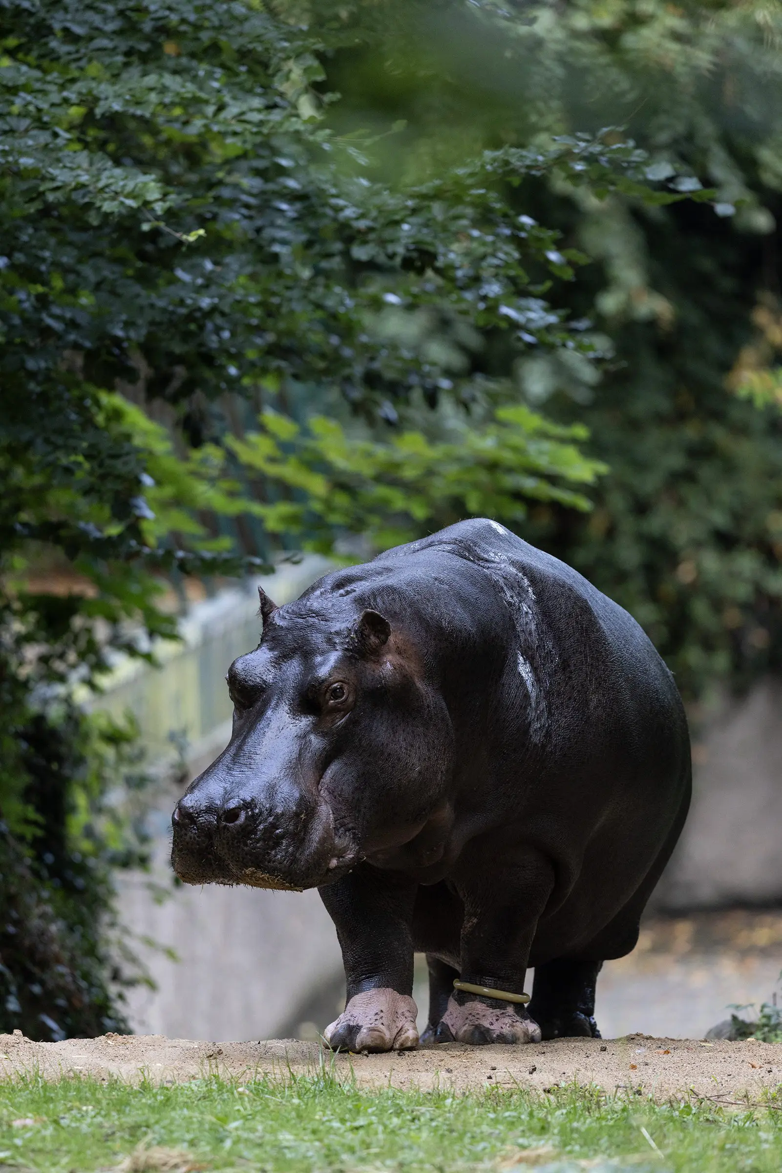 REPRO_FREE_DZ_Hippo_01