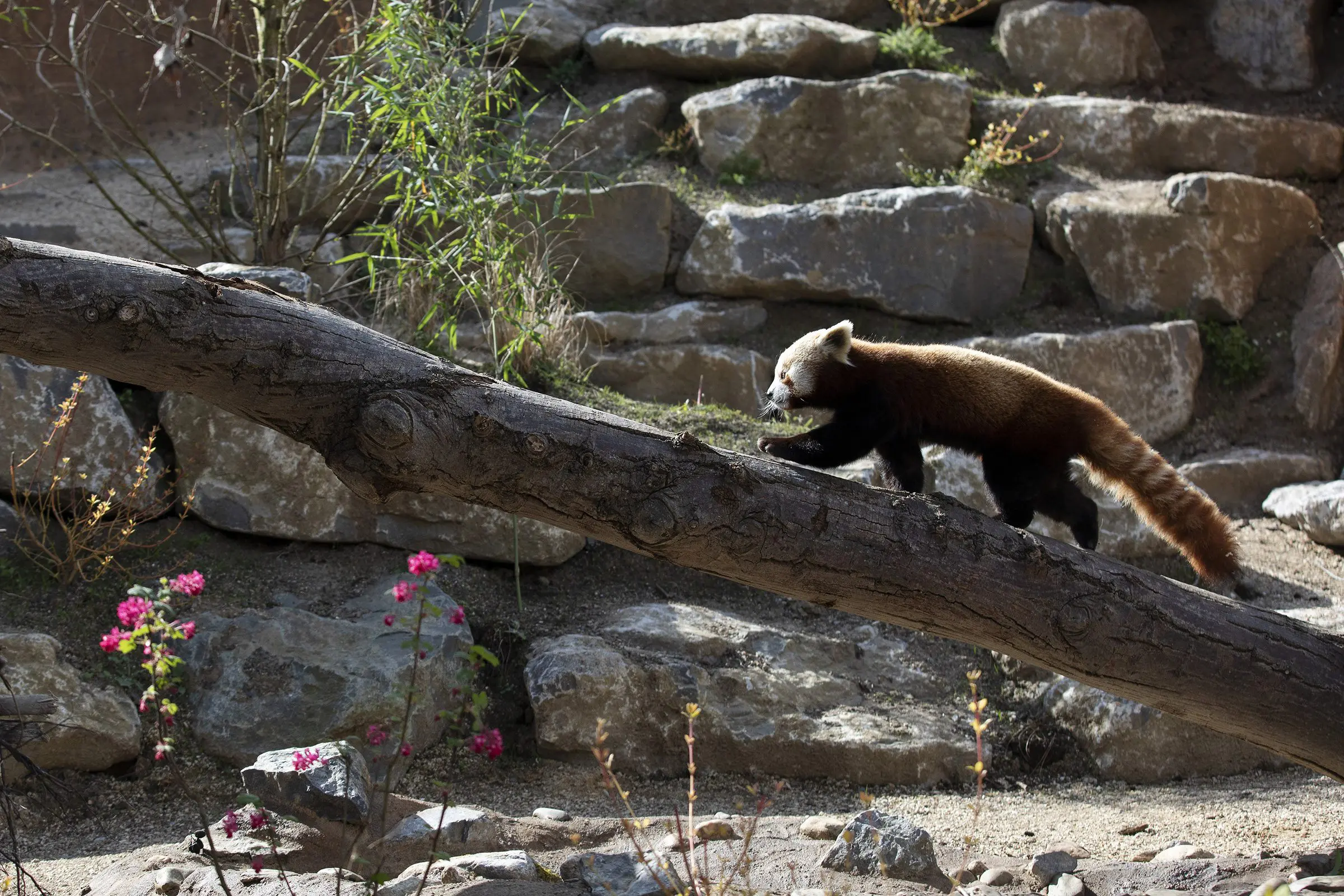 Brand new habitat, the Himalayan Hills takes Dublin Zoo to new heights