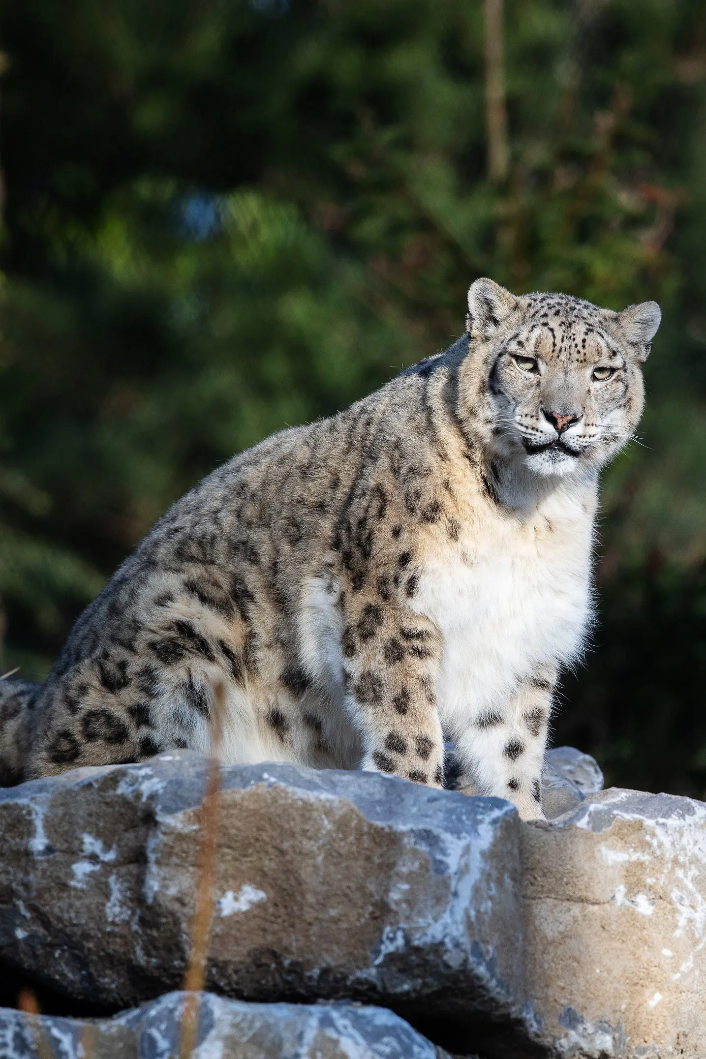 REPRO_FREE_DUBLIN_ZOO_11