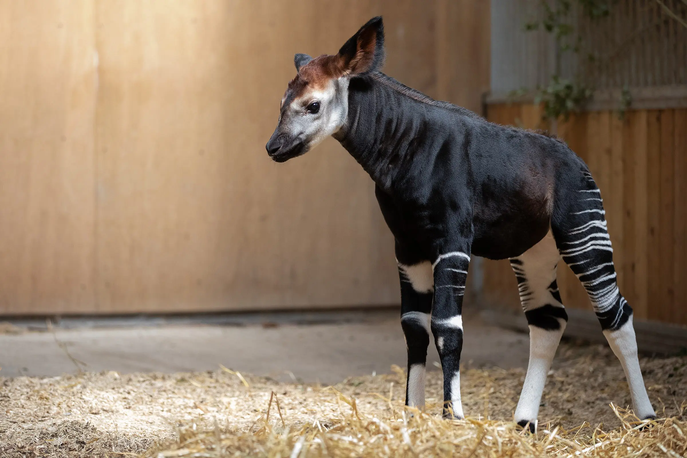 Endangered Okapi Born at Dublin Zoo