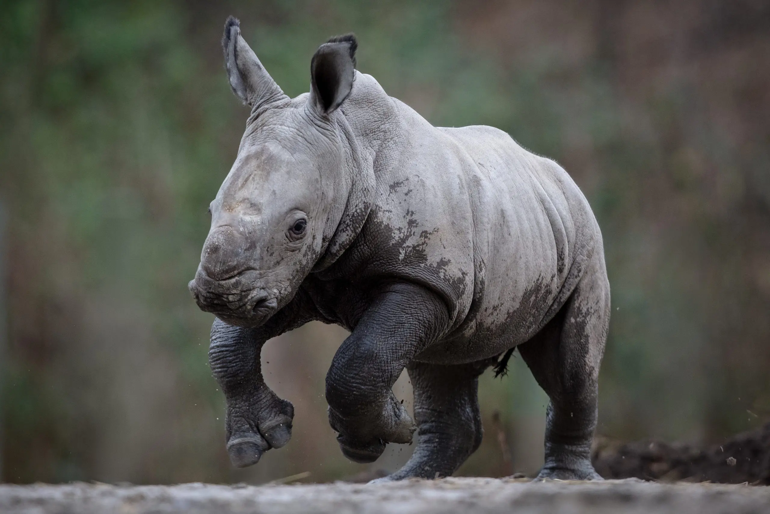 Rhino Calf Born at Dublin Zoo 2023