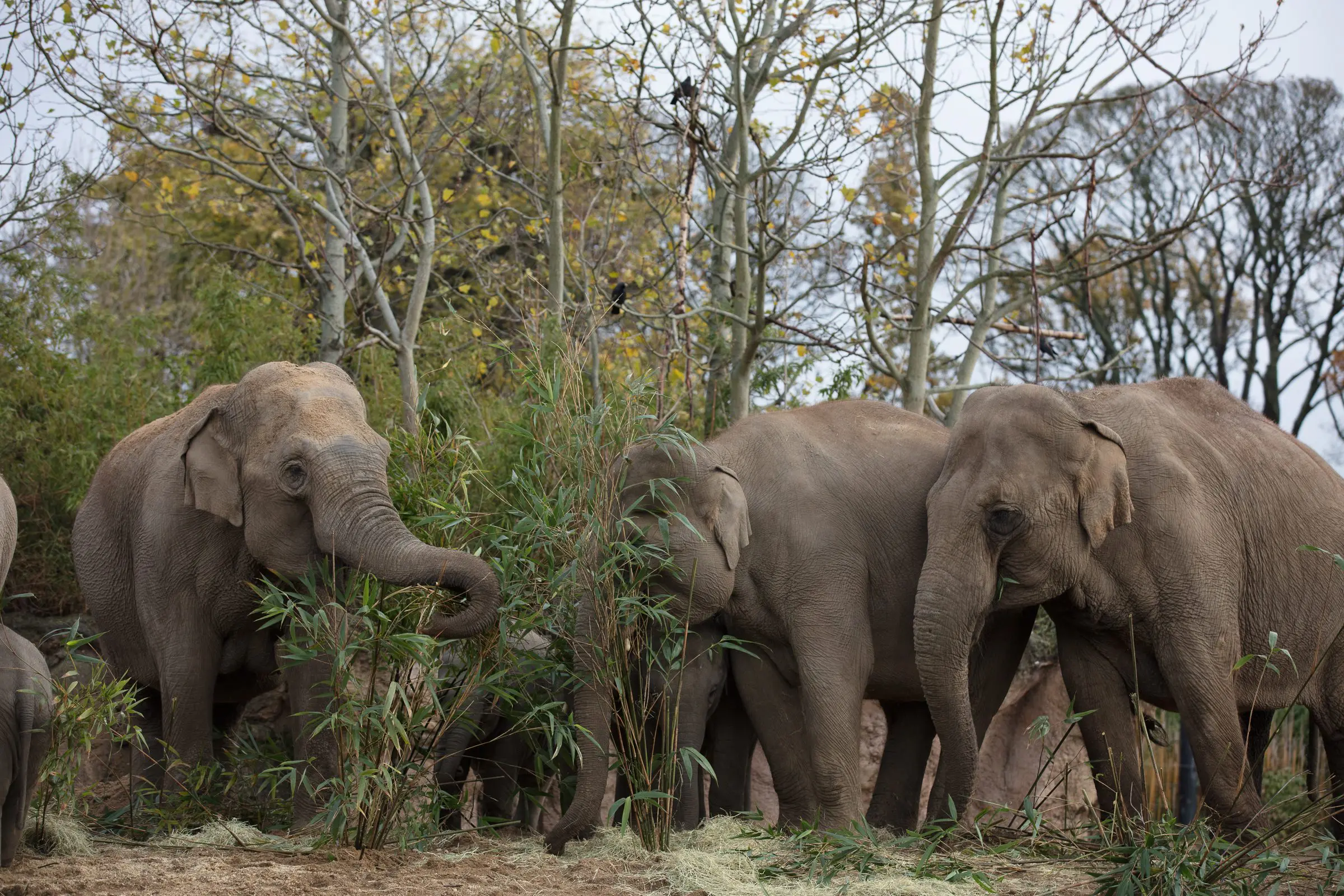 The elephant herd will be off-show at certain times daily.