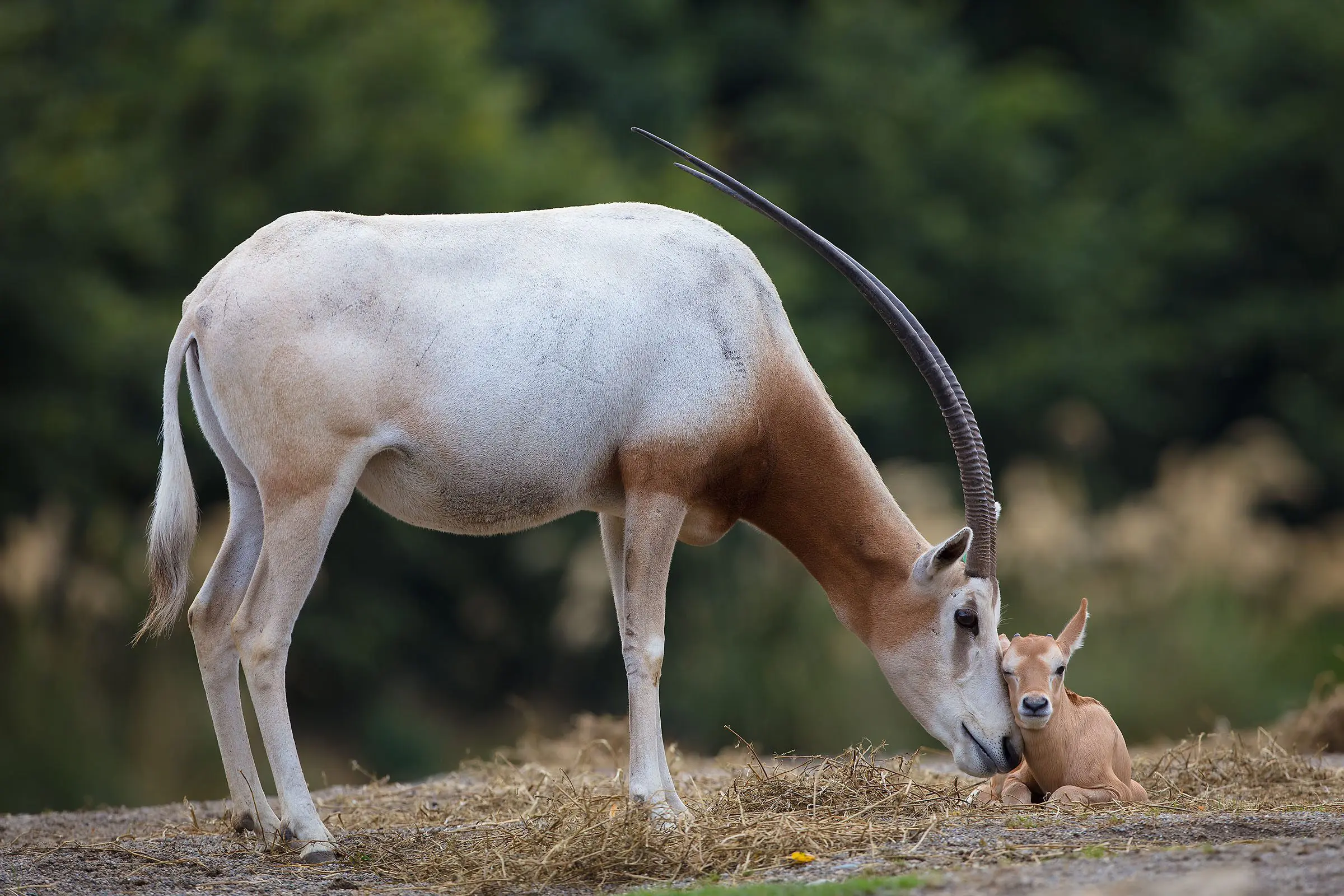 Dublin Zoo Celebrates Endangered Species Day with special ticket offer