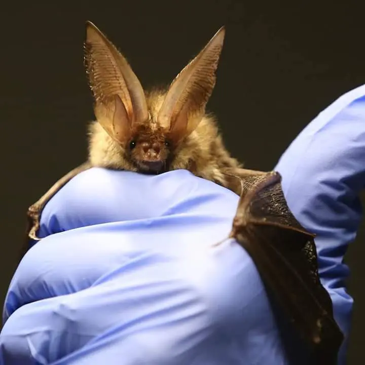 Dublin Zoo Joins Forces with Bat Rehabilitation Ireland to Protect Ireland’s Bats