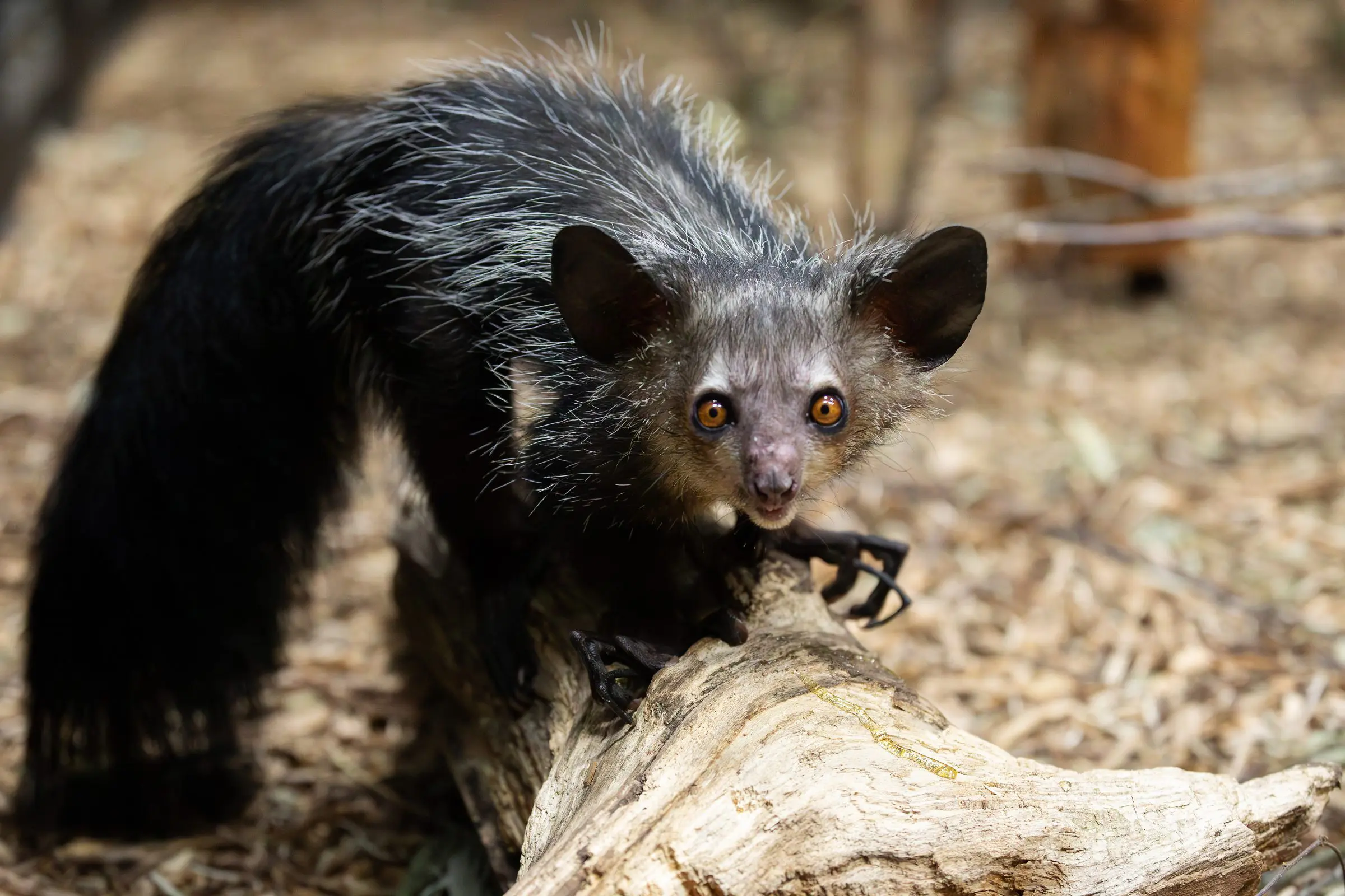 Just Aye-Aye-rrived! New Species at Dublin Zoo