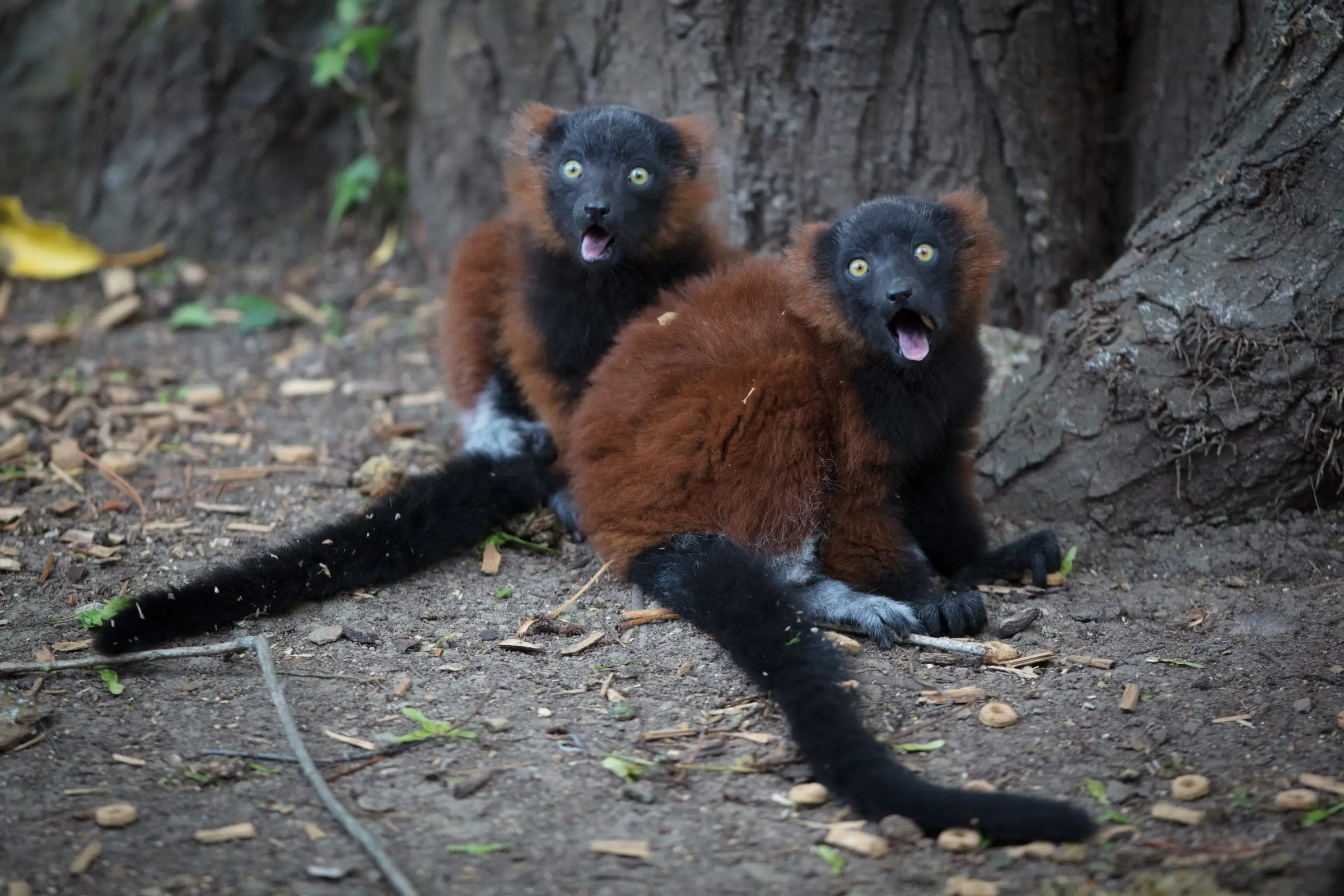Red Ruffed Lemur PB18061_DUBLINZOO_355