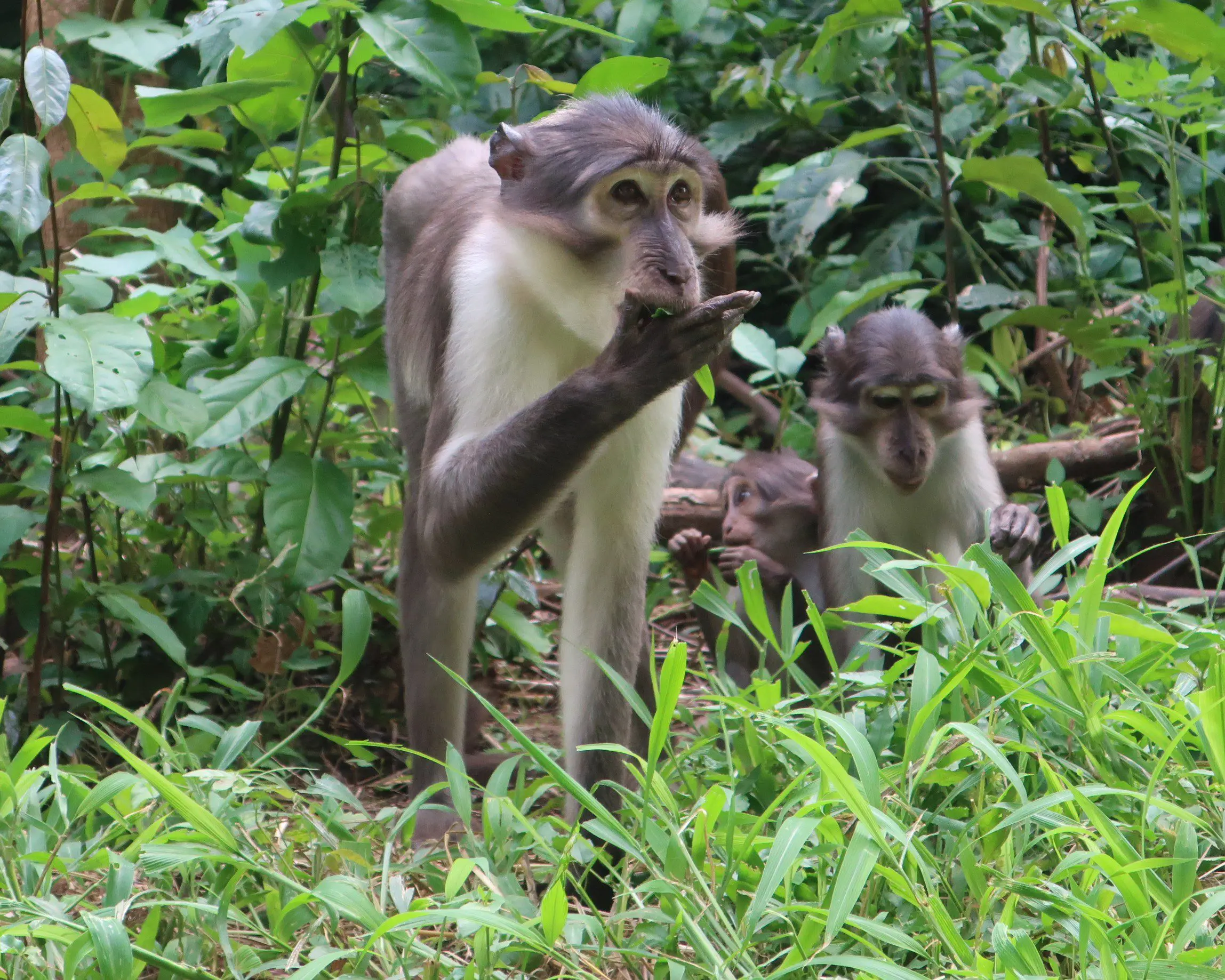 Into the World of Mangabeys with Andrea Dempsey and WAPCA