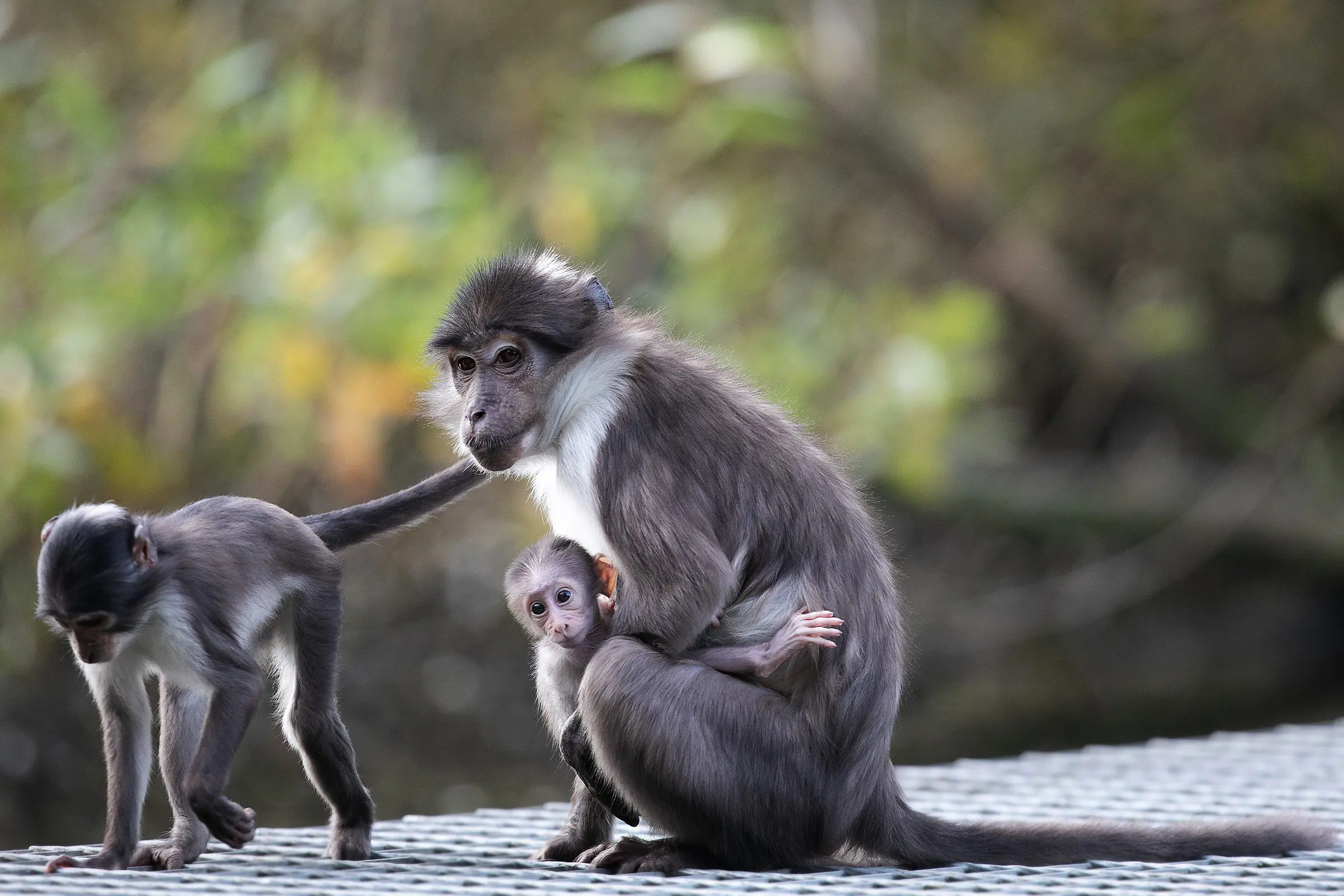 Saving Africa’s Primates!