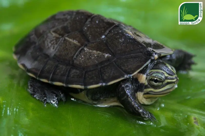 Mauremys_annamensis_hatchling-Jonathanwtmk