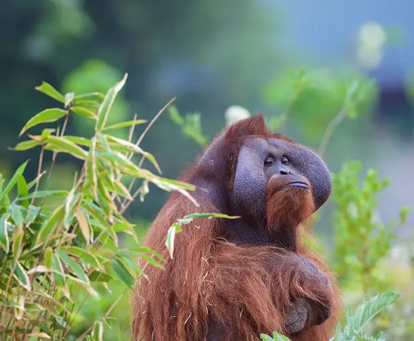 Sibu, Bornean orangutan, dies at Dublin Zoo