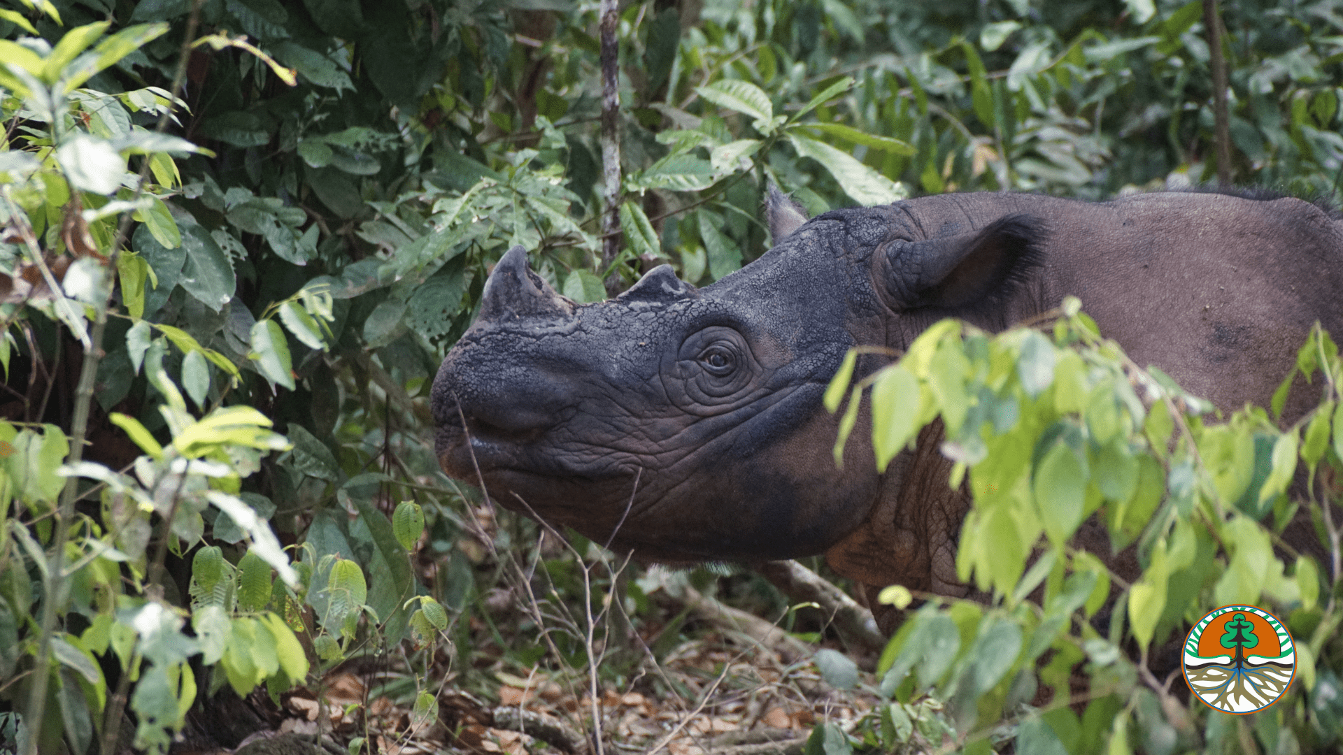 Saving Sumatran Rhinos from Extinction