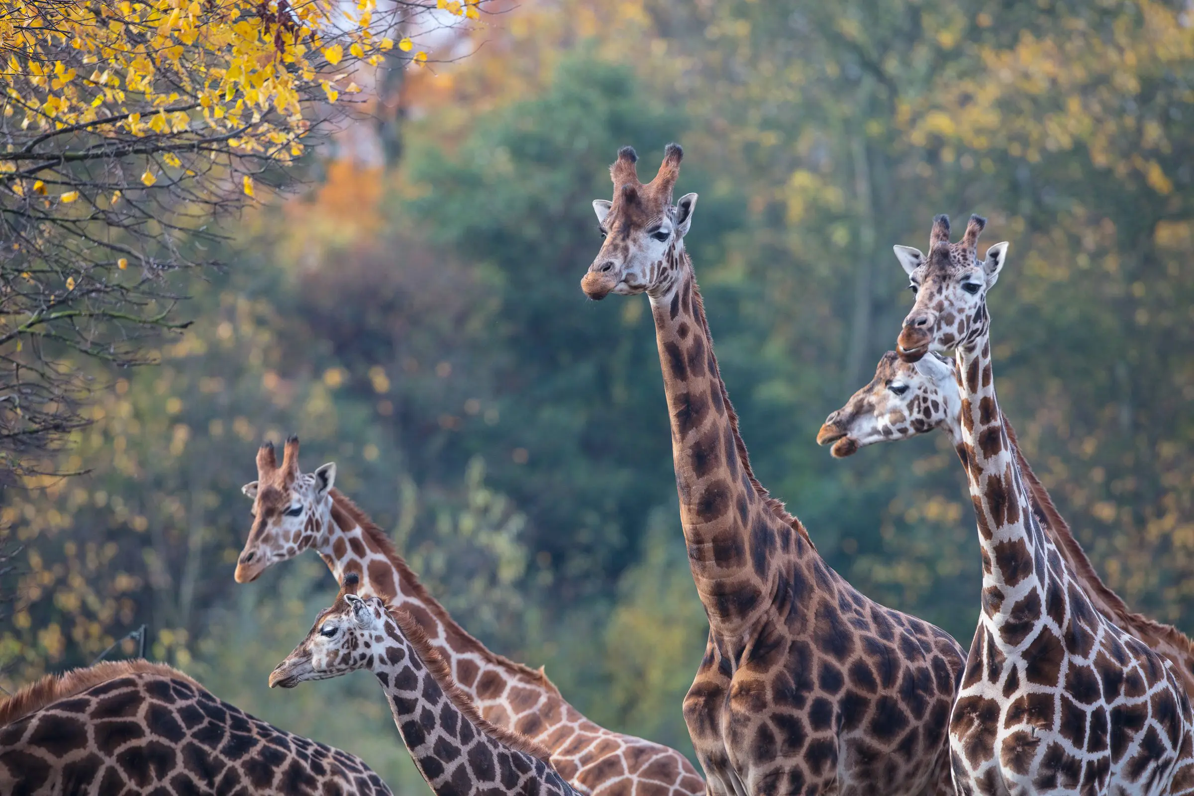 Around the World with Dublin Zoo: Africa and Rothschild’s Giraffes