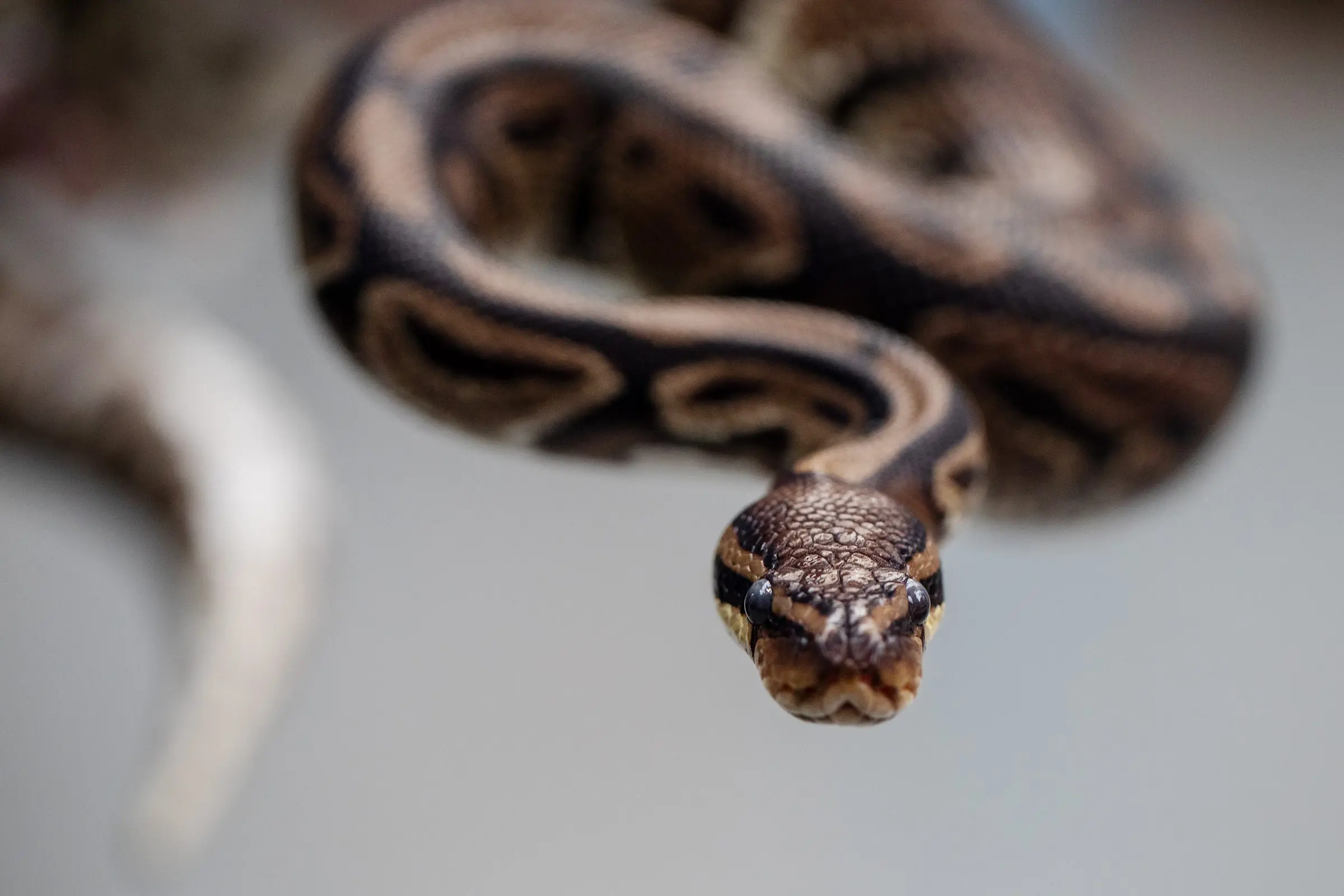 REPRO_FREE_DUBLIN_ZOO_5