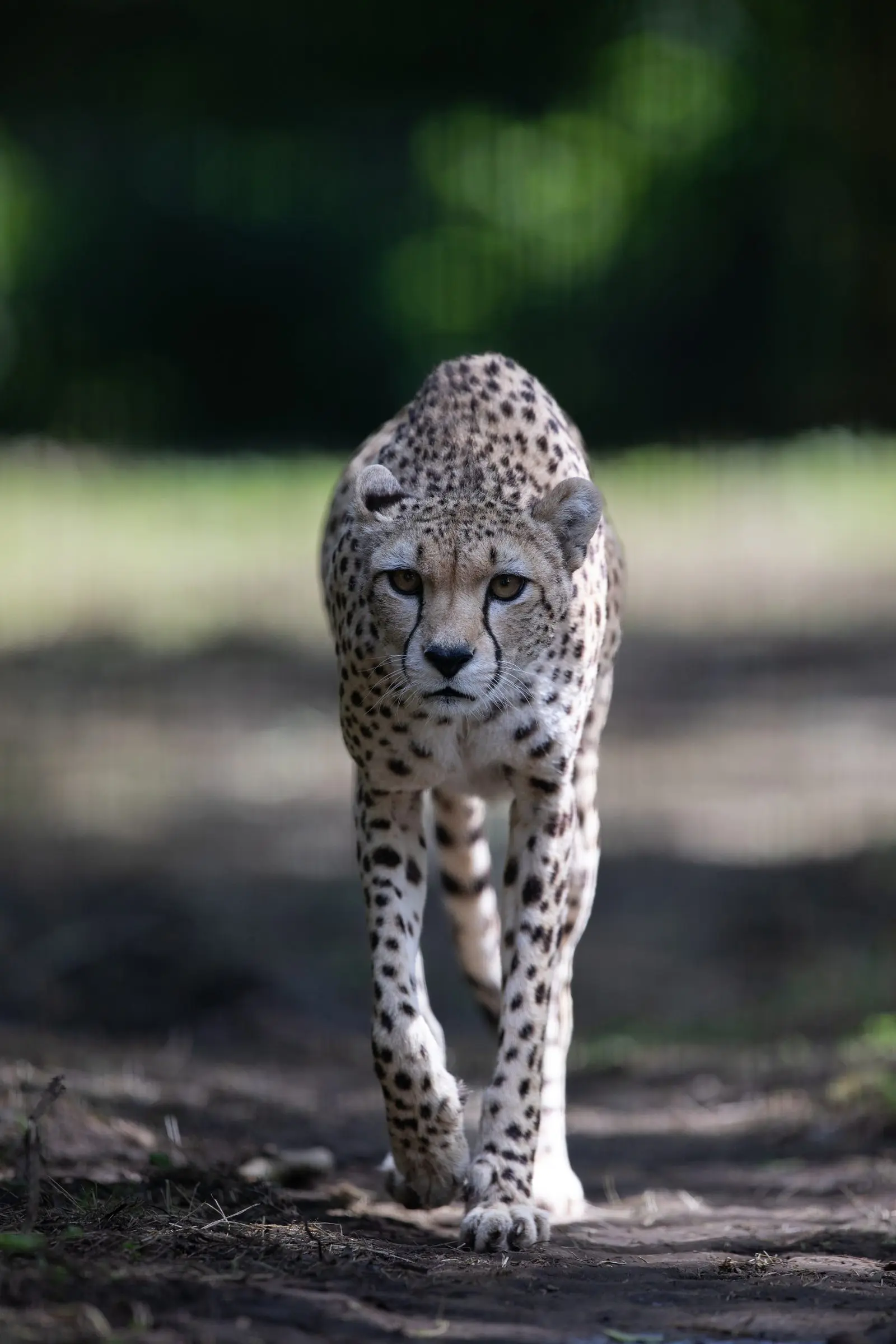 REPRO_FREE_Dublin_Zoo_Cheetah_03