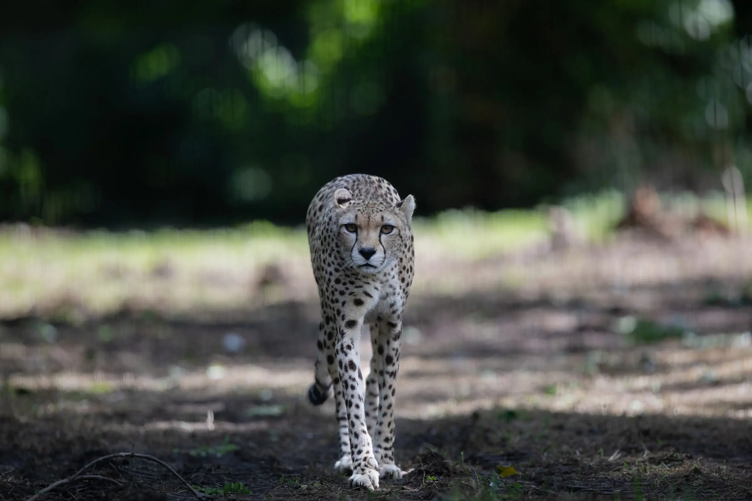 Big Cat, Spotted! Dublin Zoo welcomes first cheetah arrival since 2004