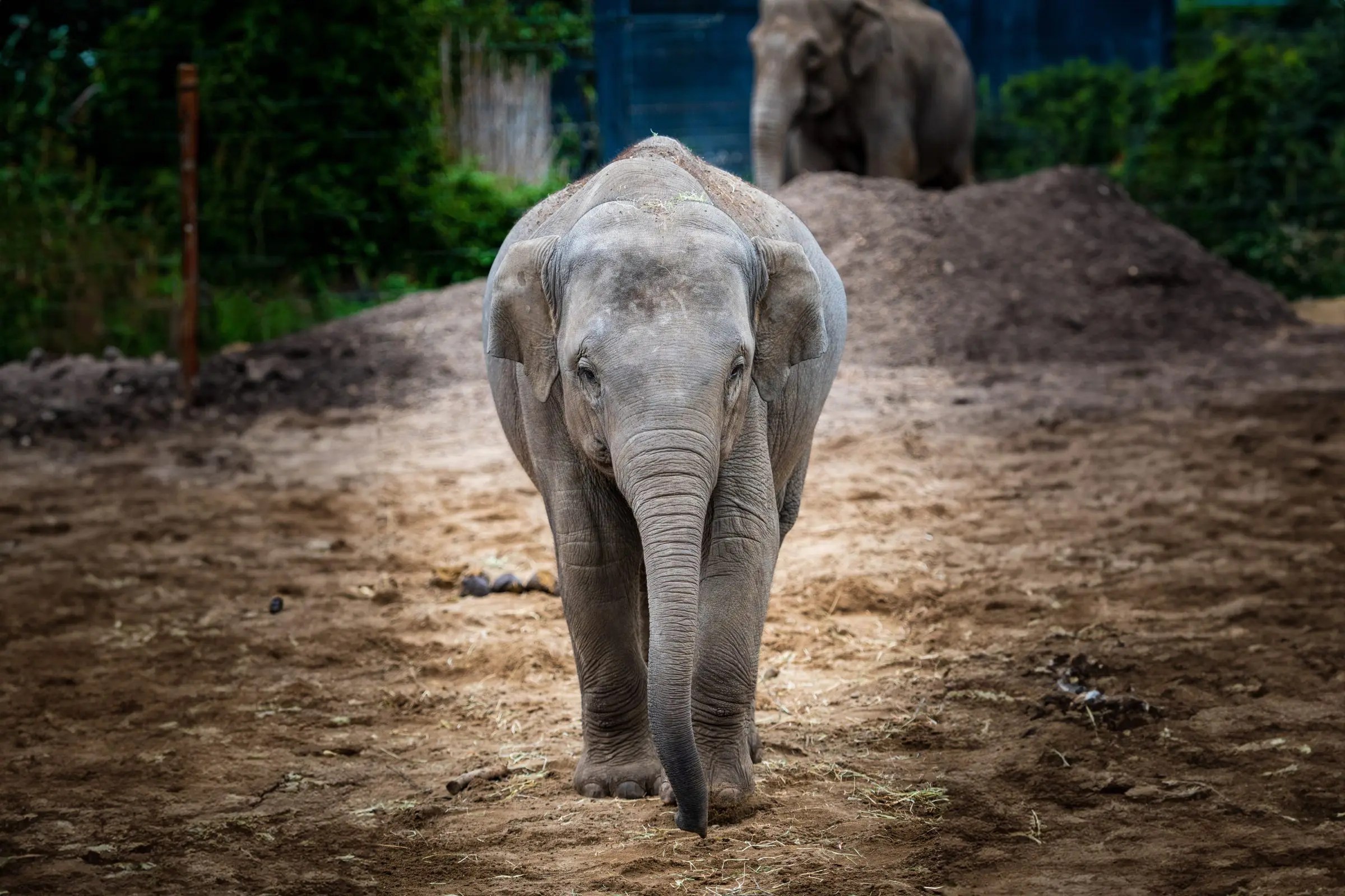 Update on Passing of Asian elephant Avani