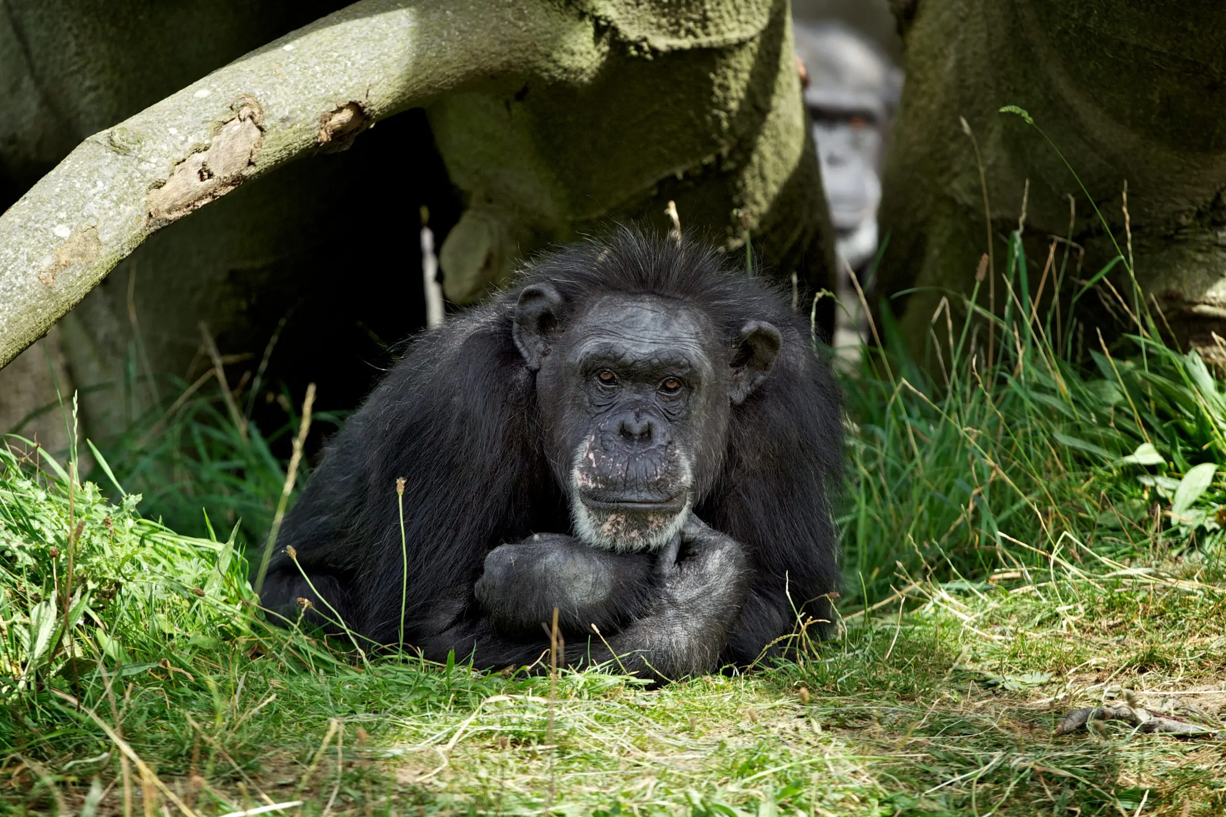 Dublin Zoo pays tribute to beloved chimpanzee Betty