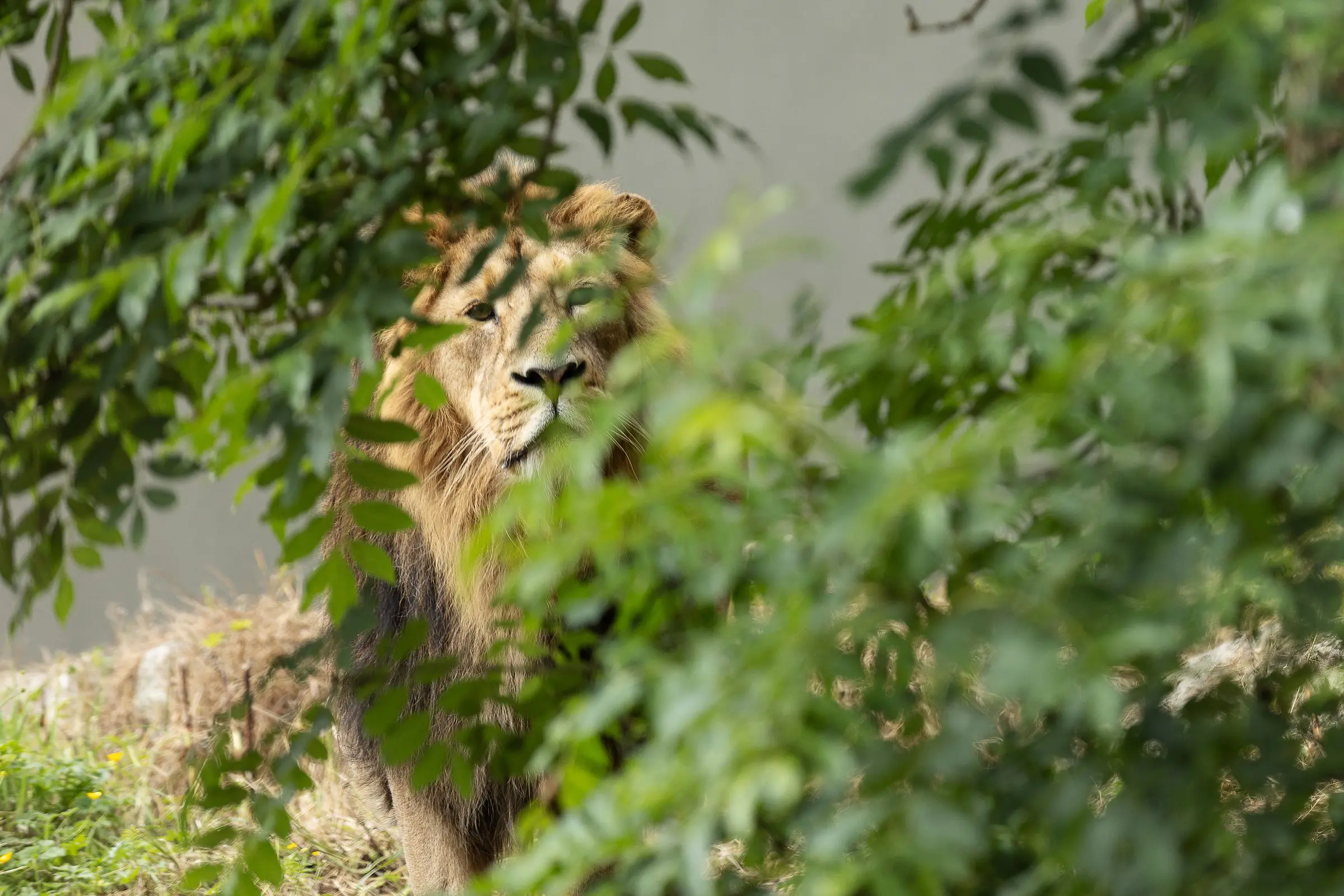 Paw-some Big Cat!  Dublin Zoo welcomes new Asian lion