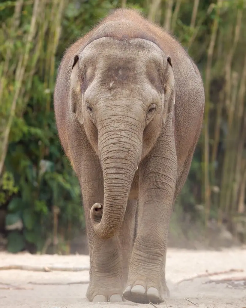 Zinda, Asian elephant, dies as a result of EEHV at Dublin Zoo
