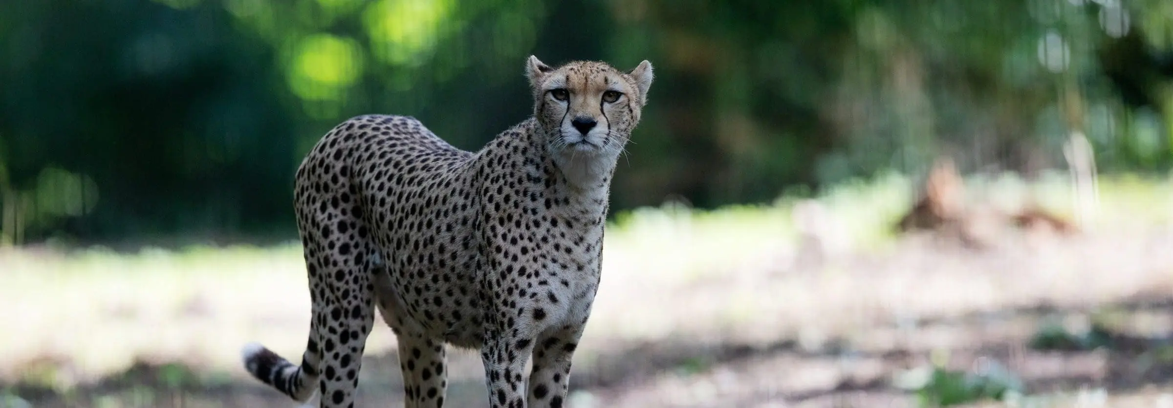 Cheetah_header