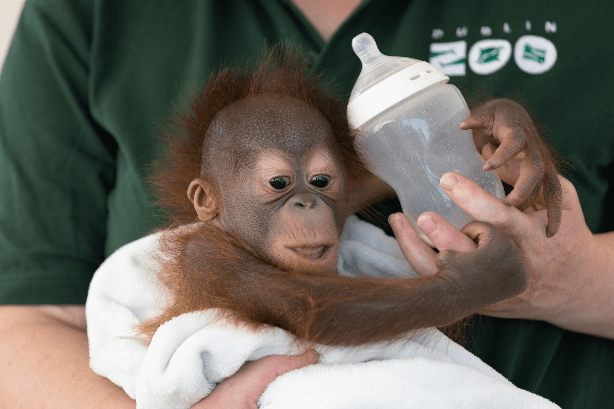 Sibu Junior turns 2 months old!