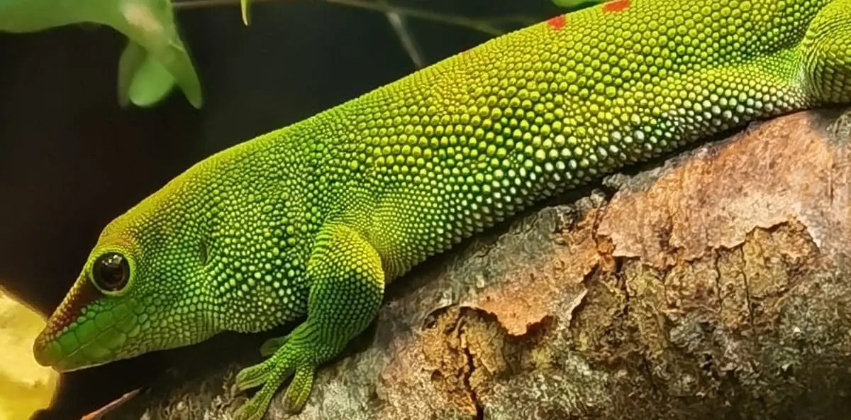 Gecko-3-1-header